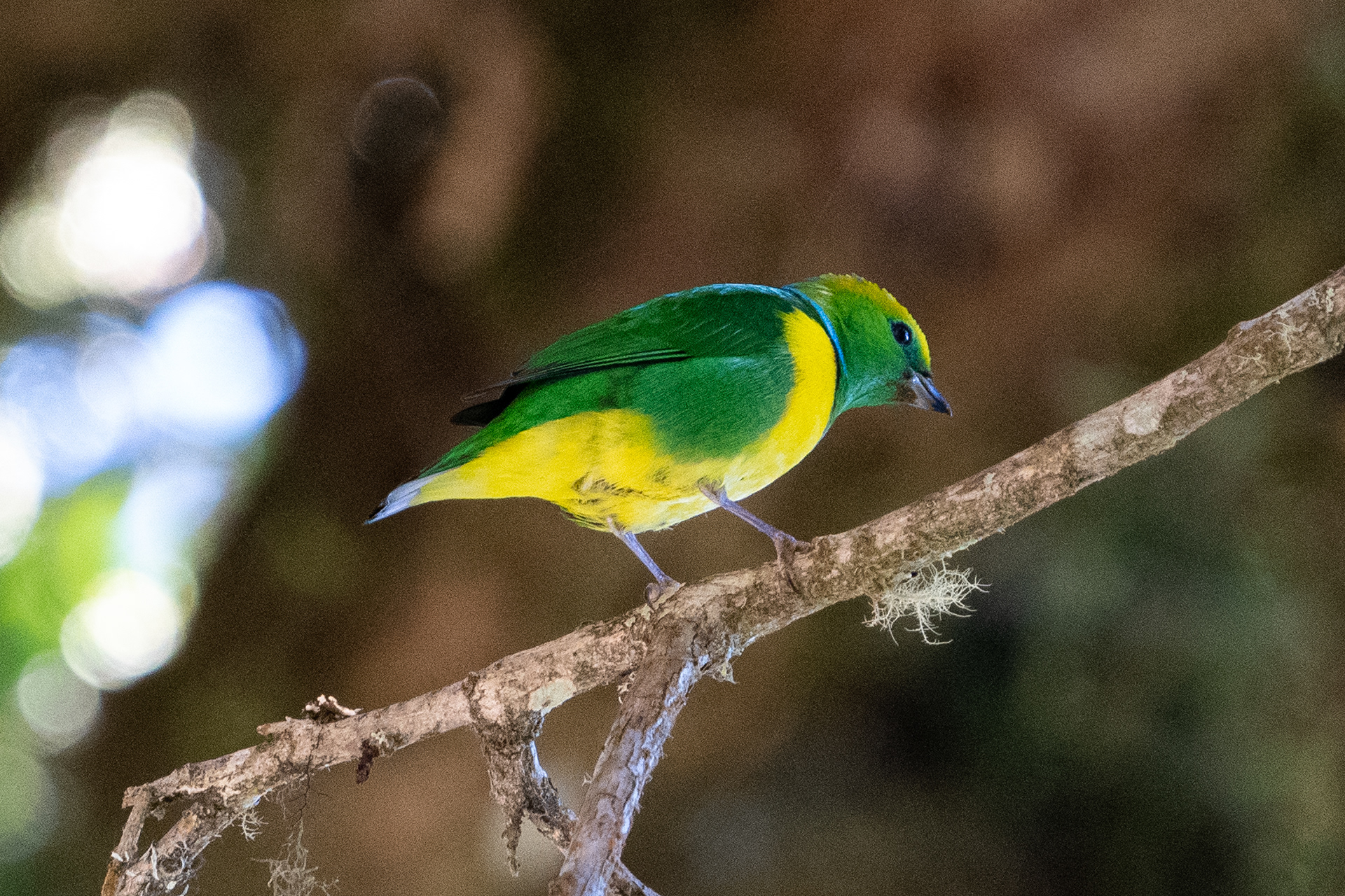 Golden-browed Chlorophonia