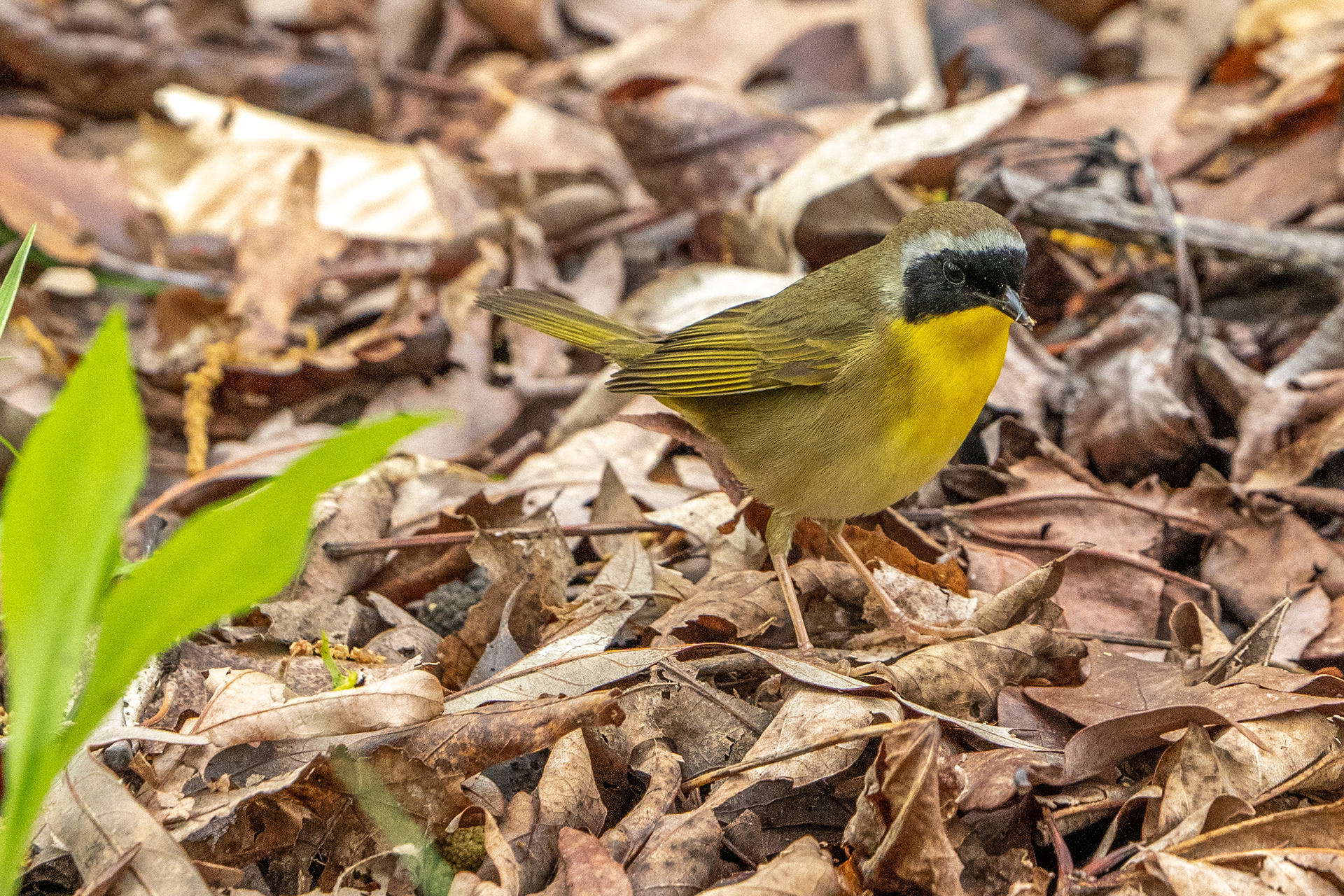 Common Yellowthroat
