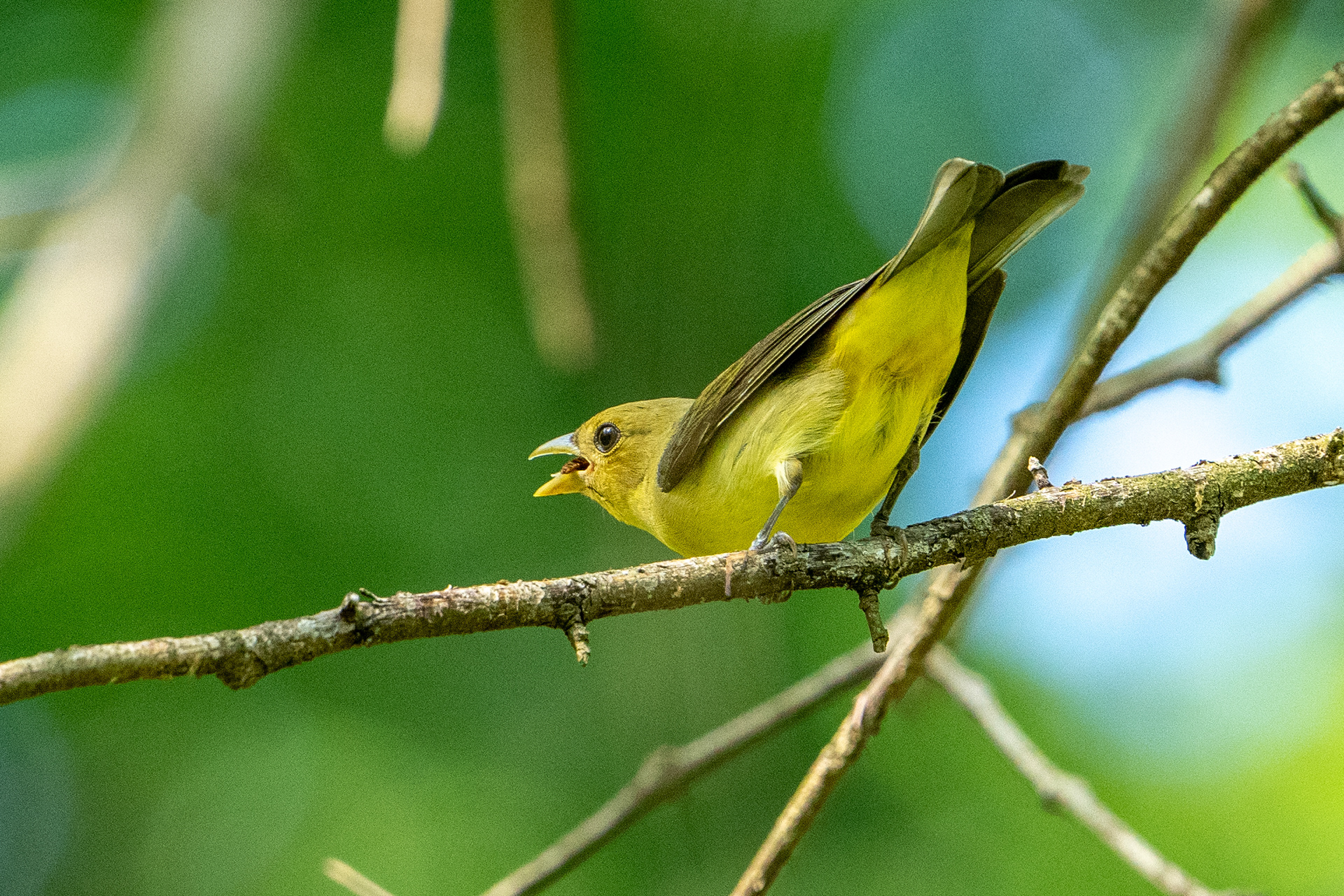 Scarlet Tanager