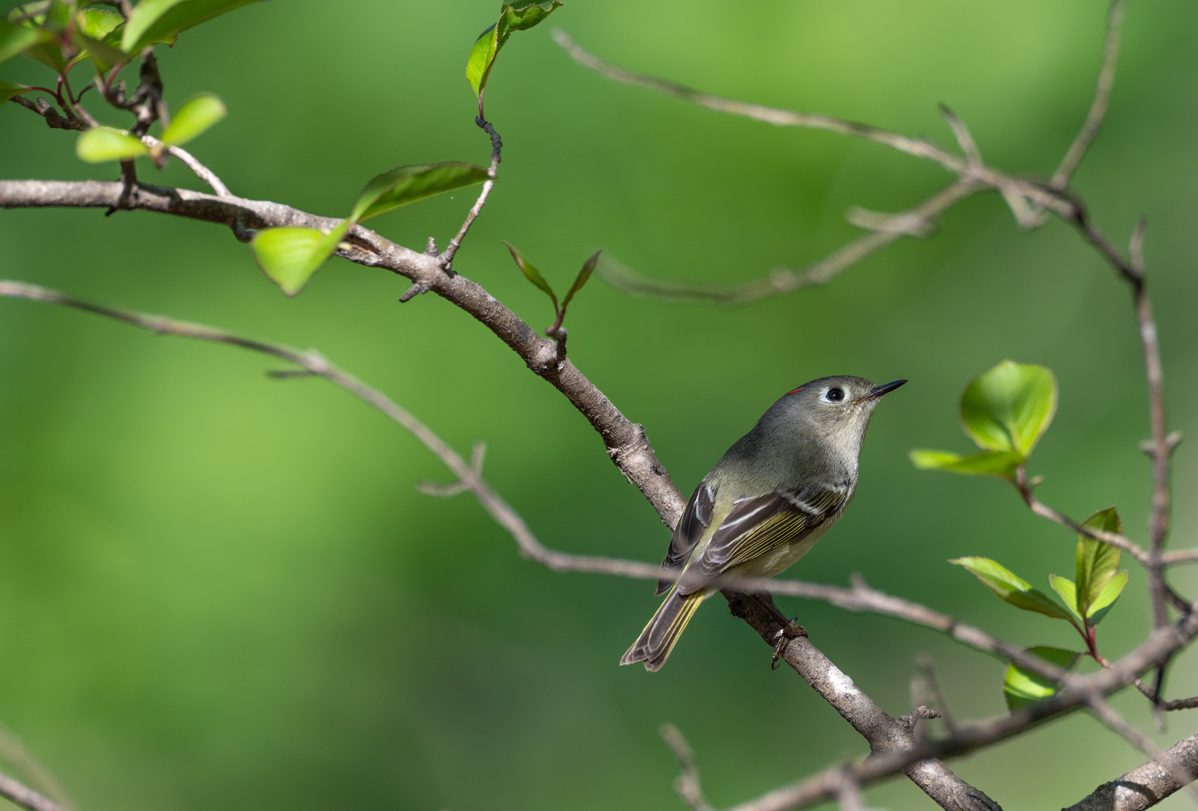 Ruby crowned kinglet