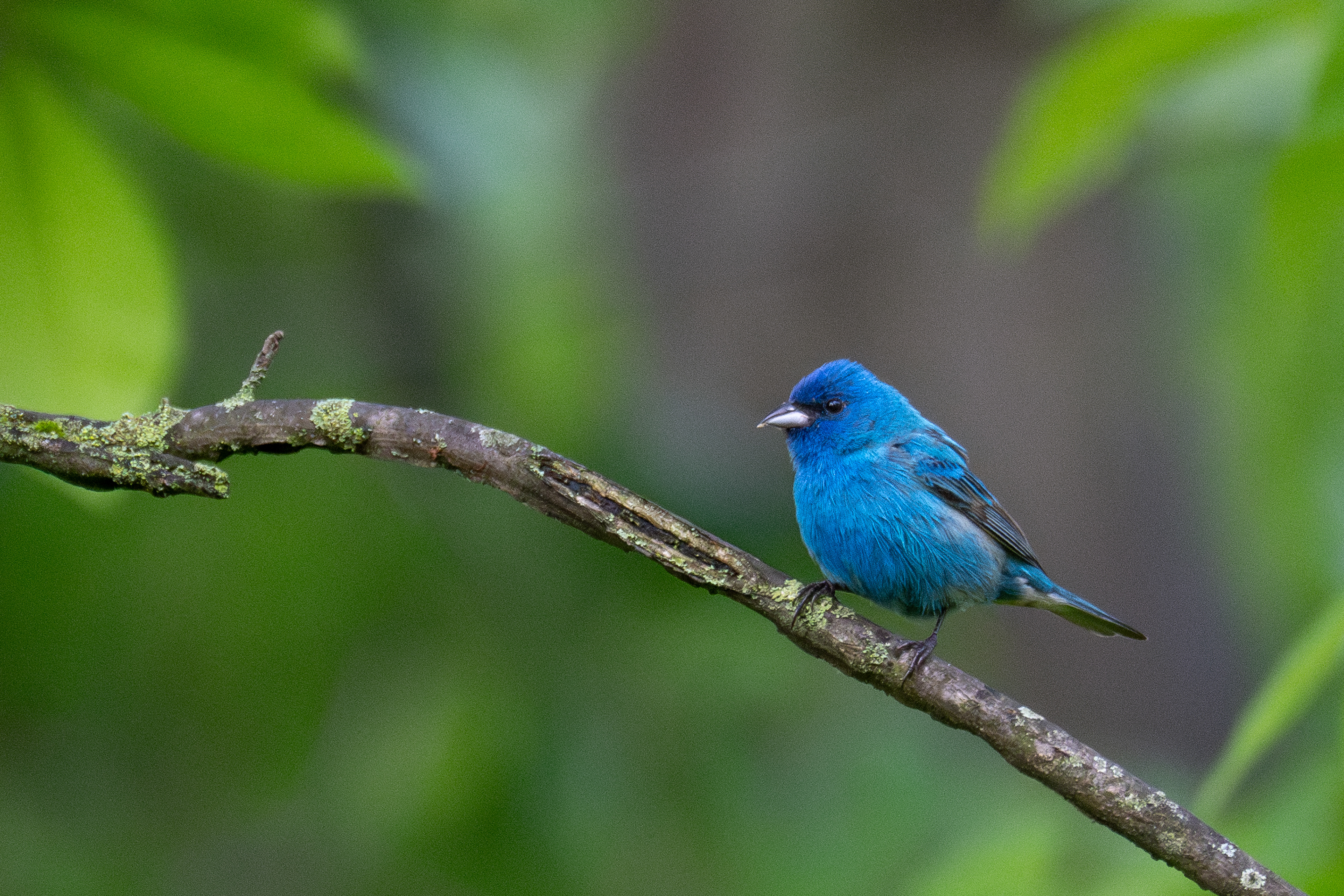 Indigo Bunting