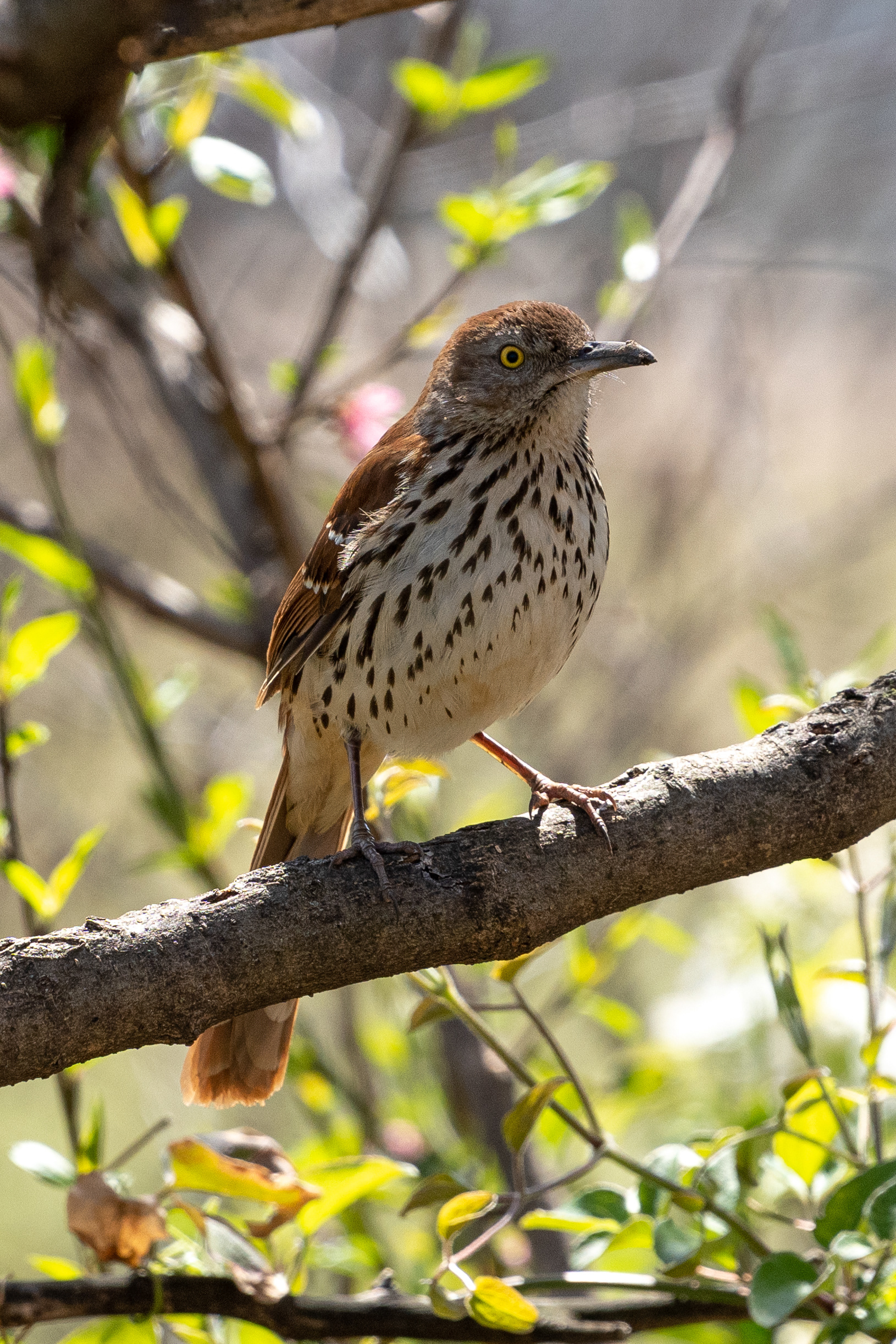 Brown Thrasher