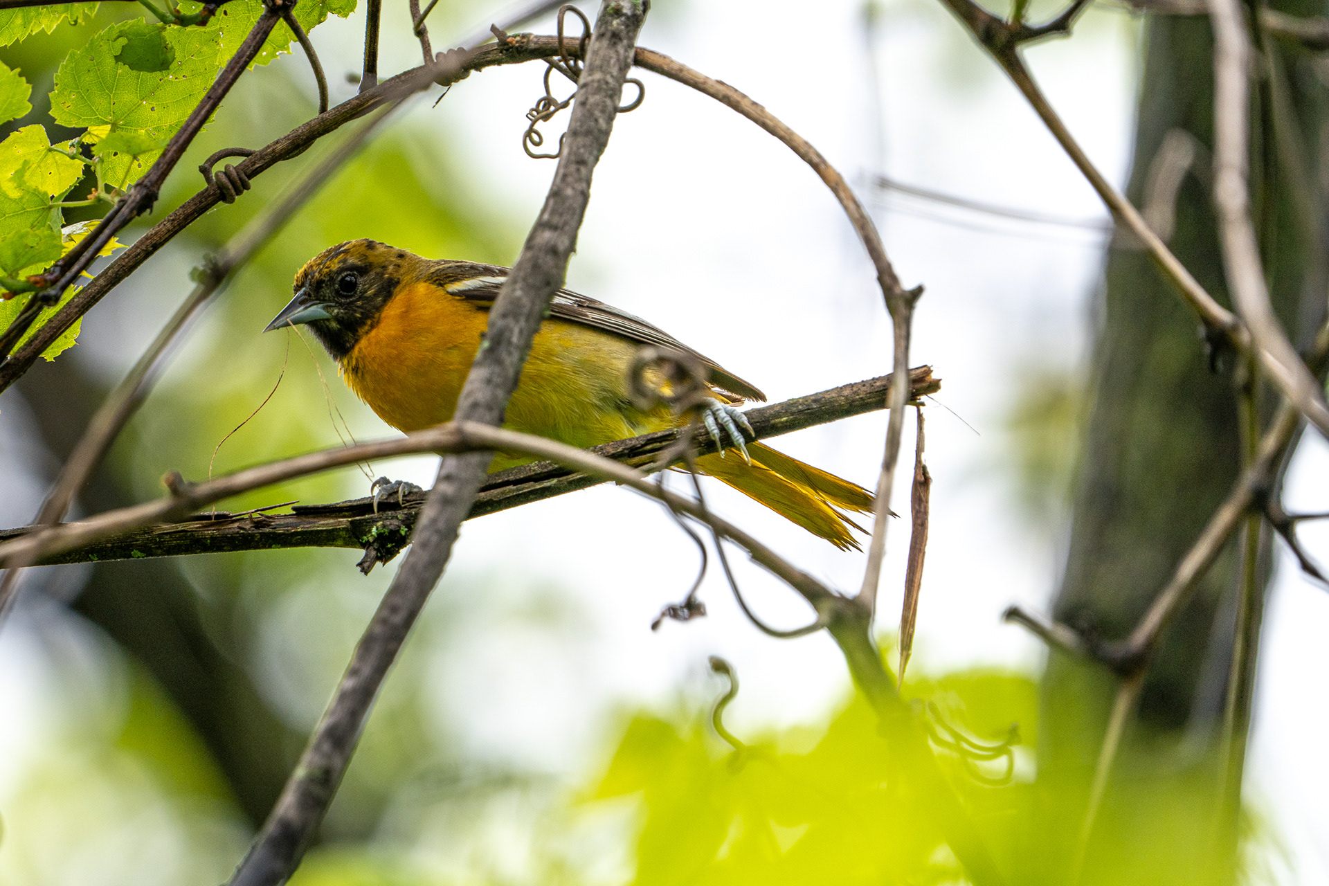 Orchard oriole?