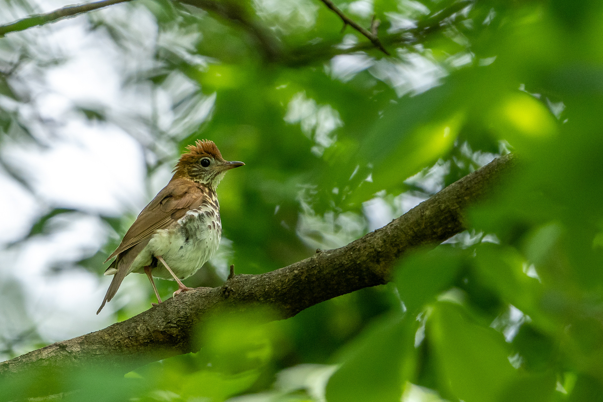 Wood Thrush