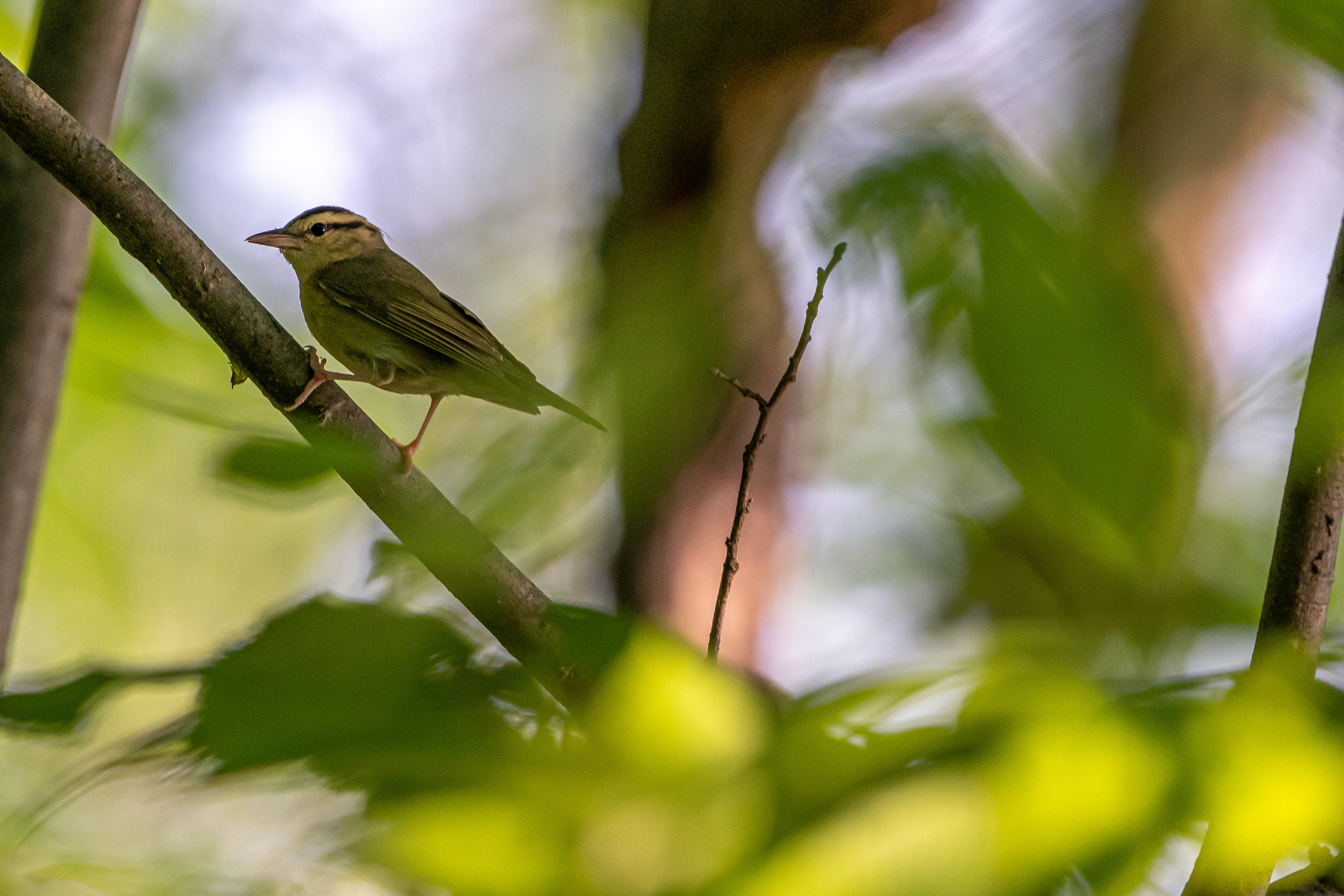 Worm-eating Warbler