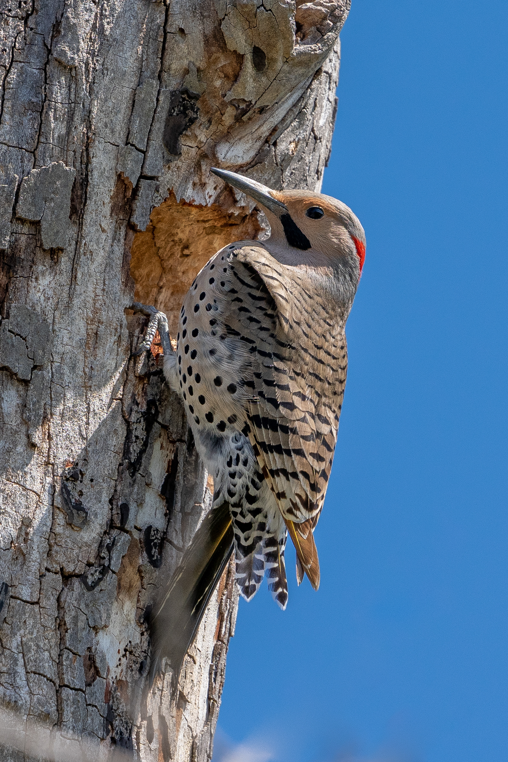 Northern Flicker
