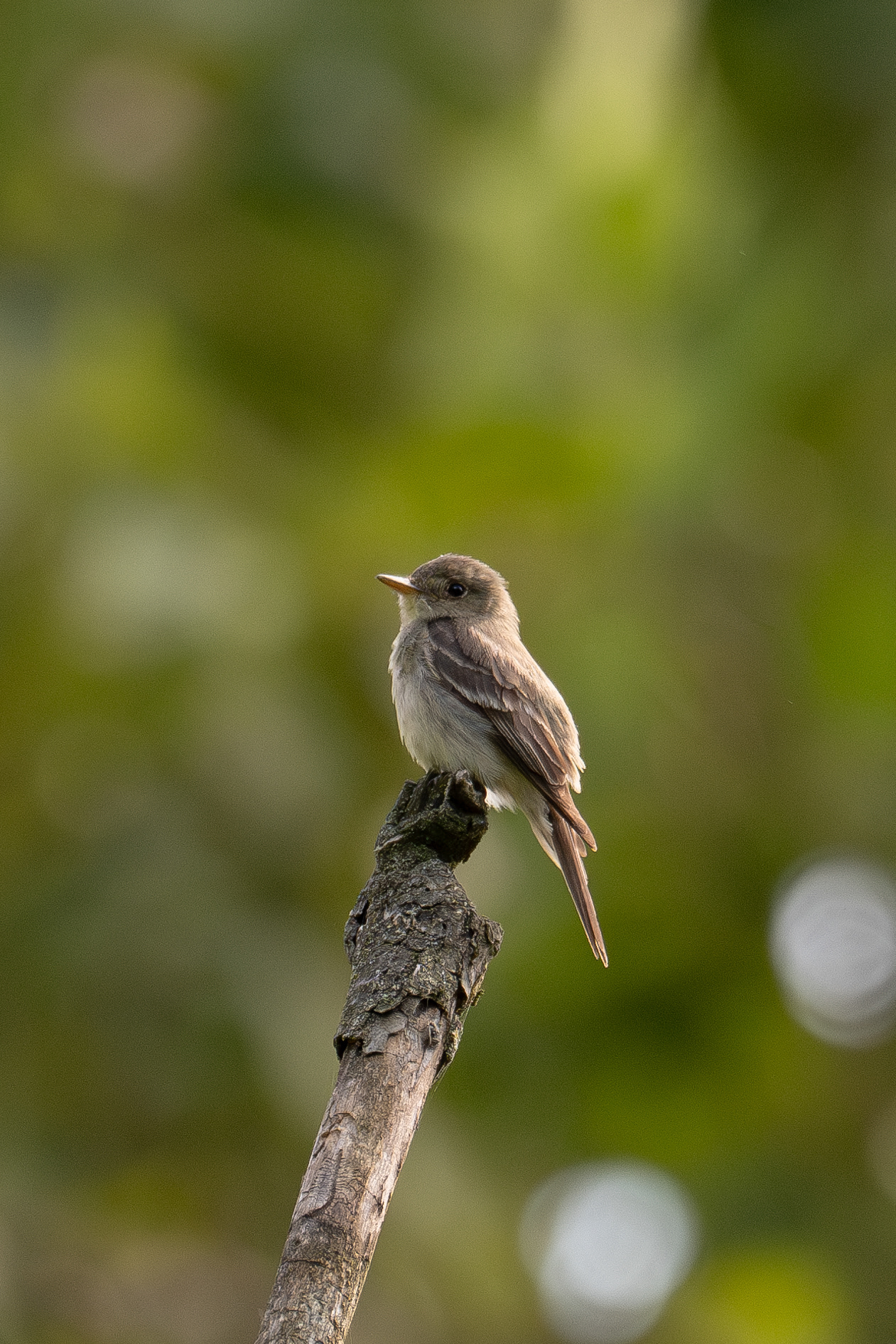 Eastern wood pewee?