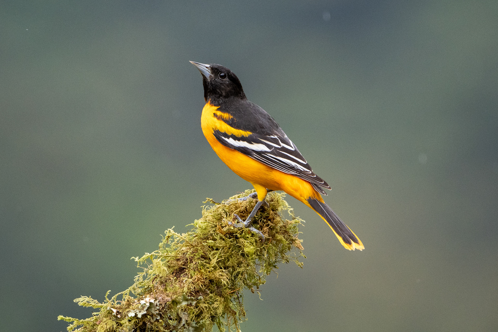 Baltimore Oriole