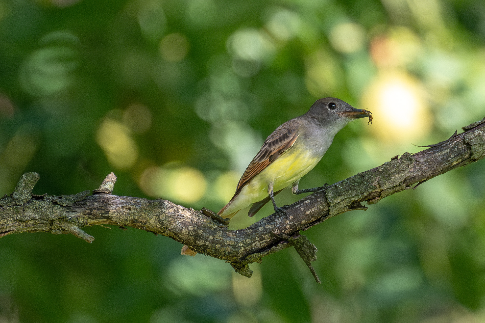 Great crested flycatcher