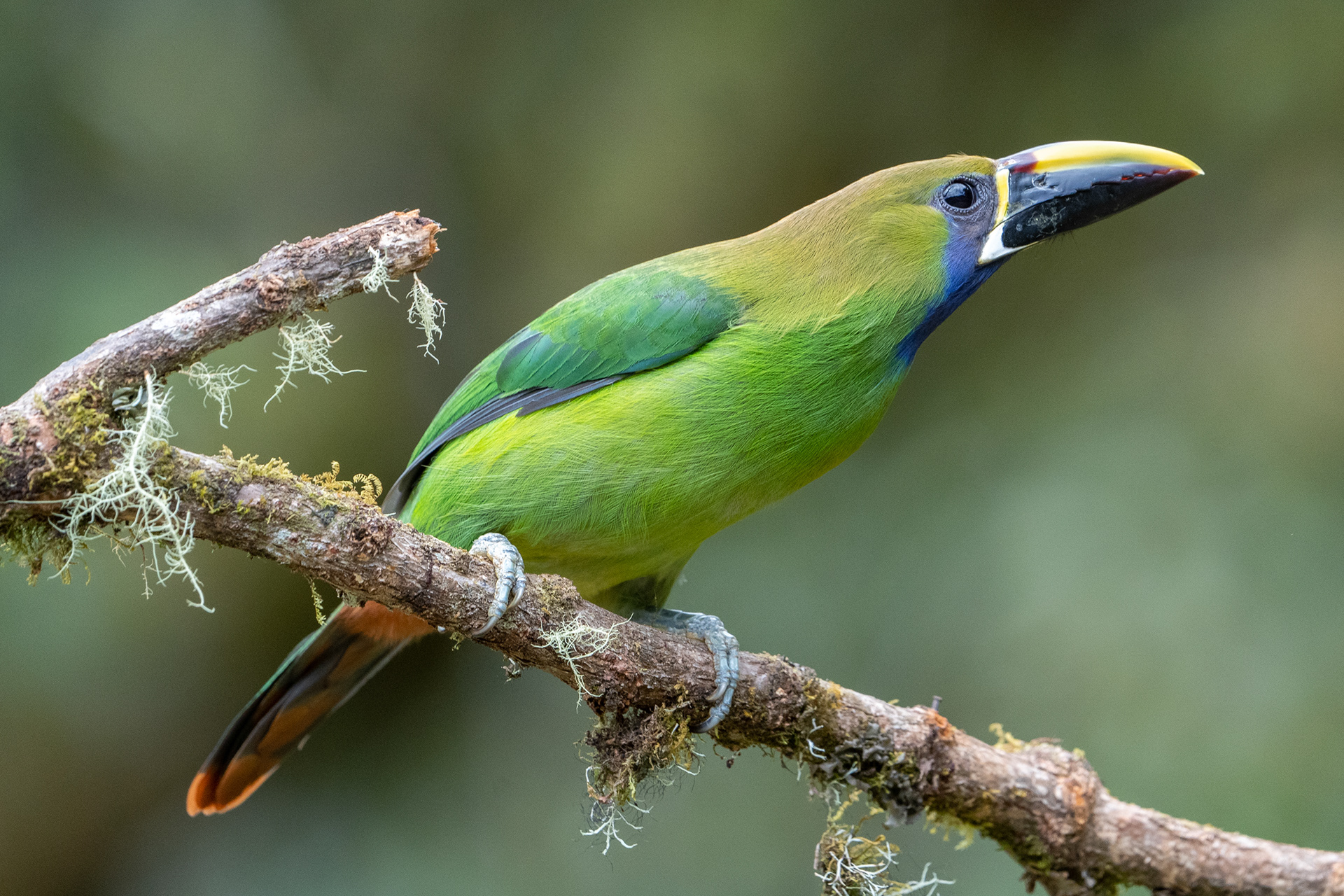 Emerald toucanet
