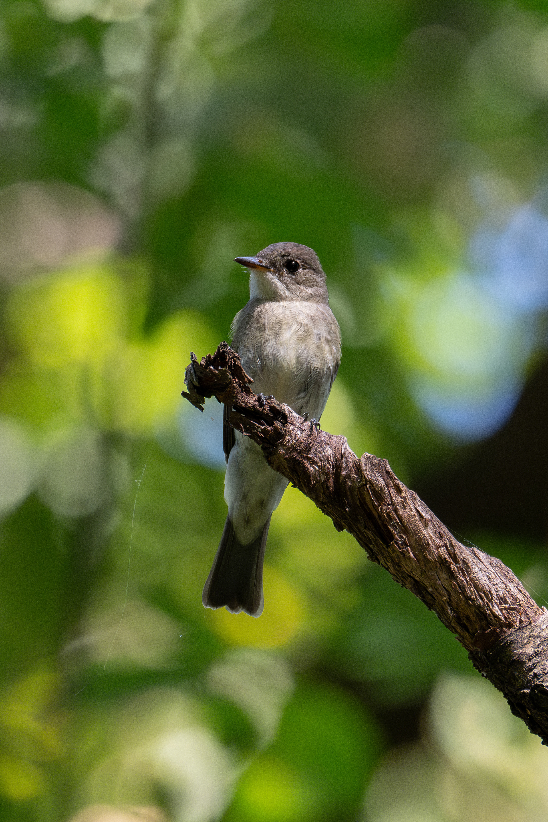 Eastern wood pewee