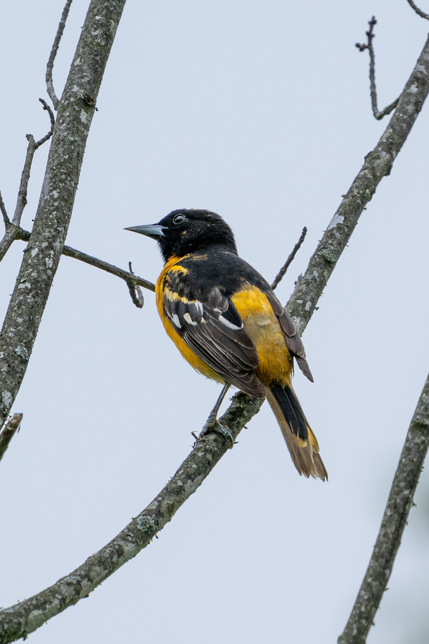 Baltimore Oriole