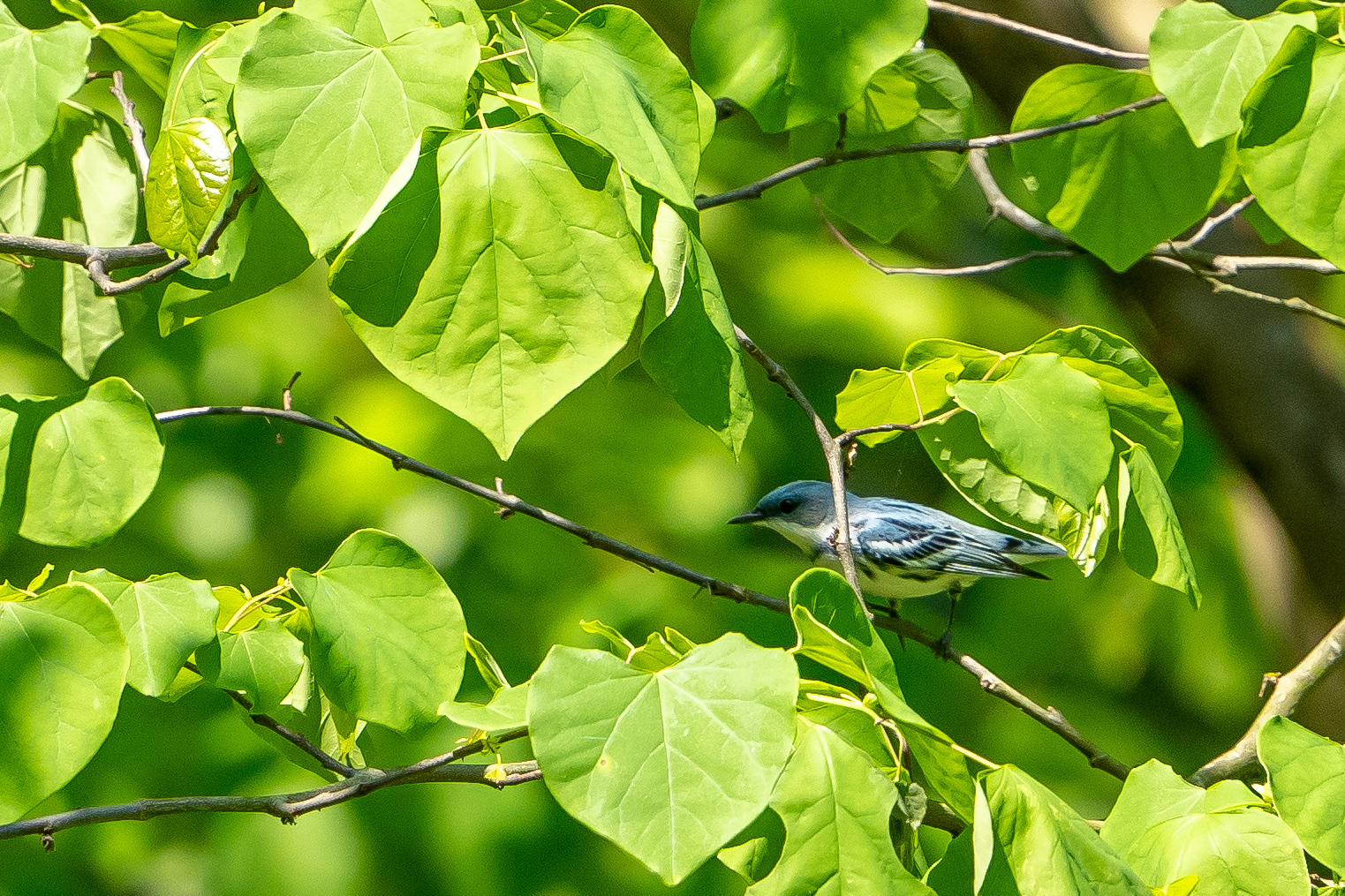 Cerulean Warbler