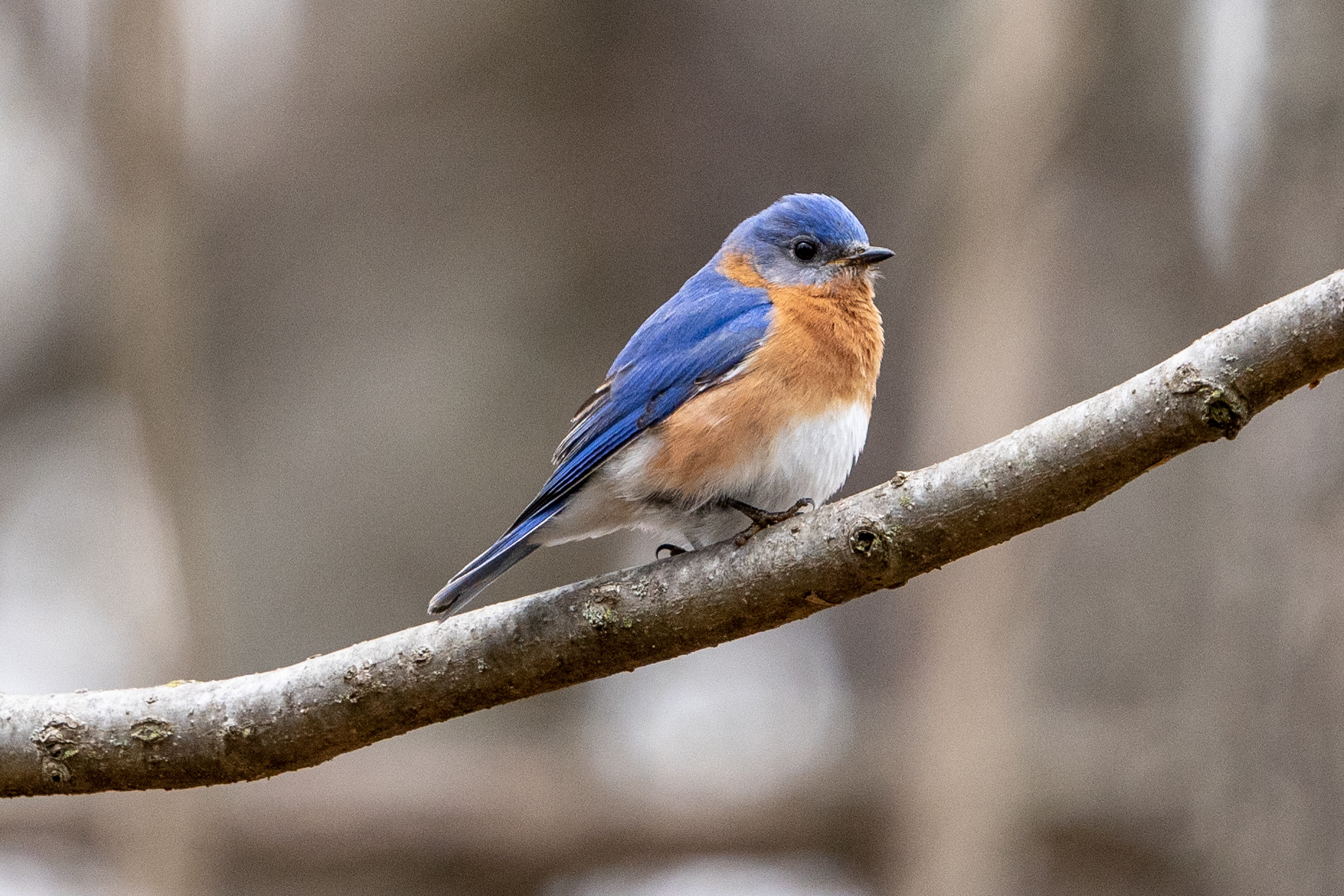 Eastern Bluebird