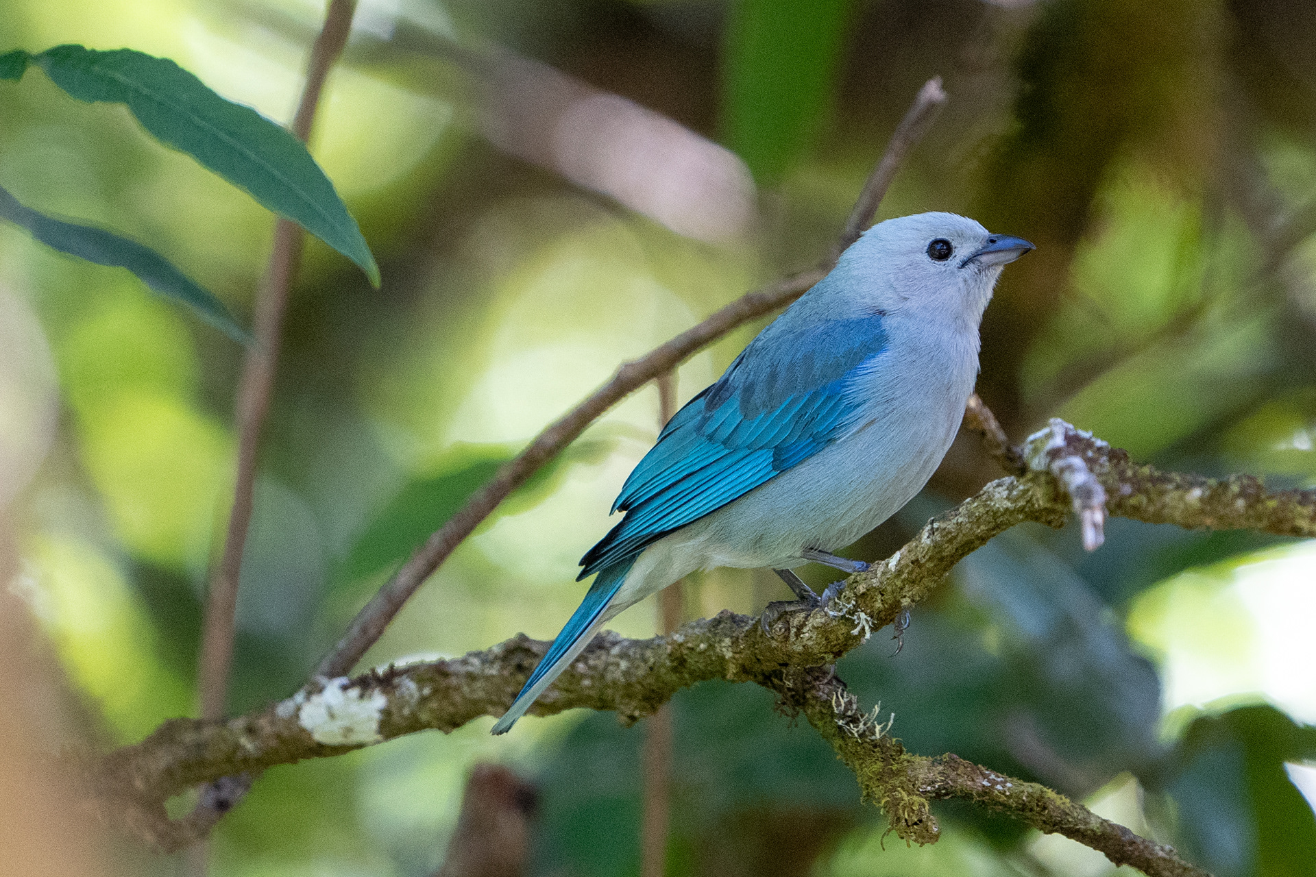 Blue-gray tanager