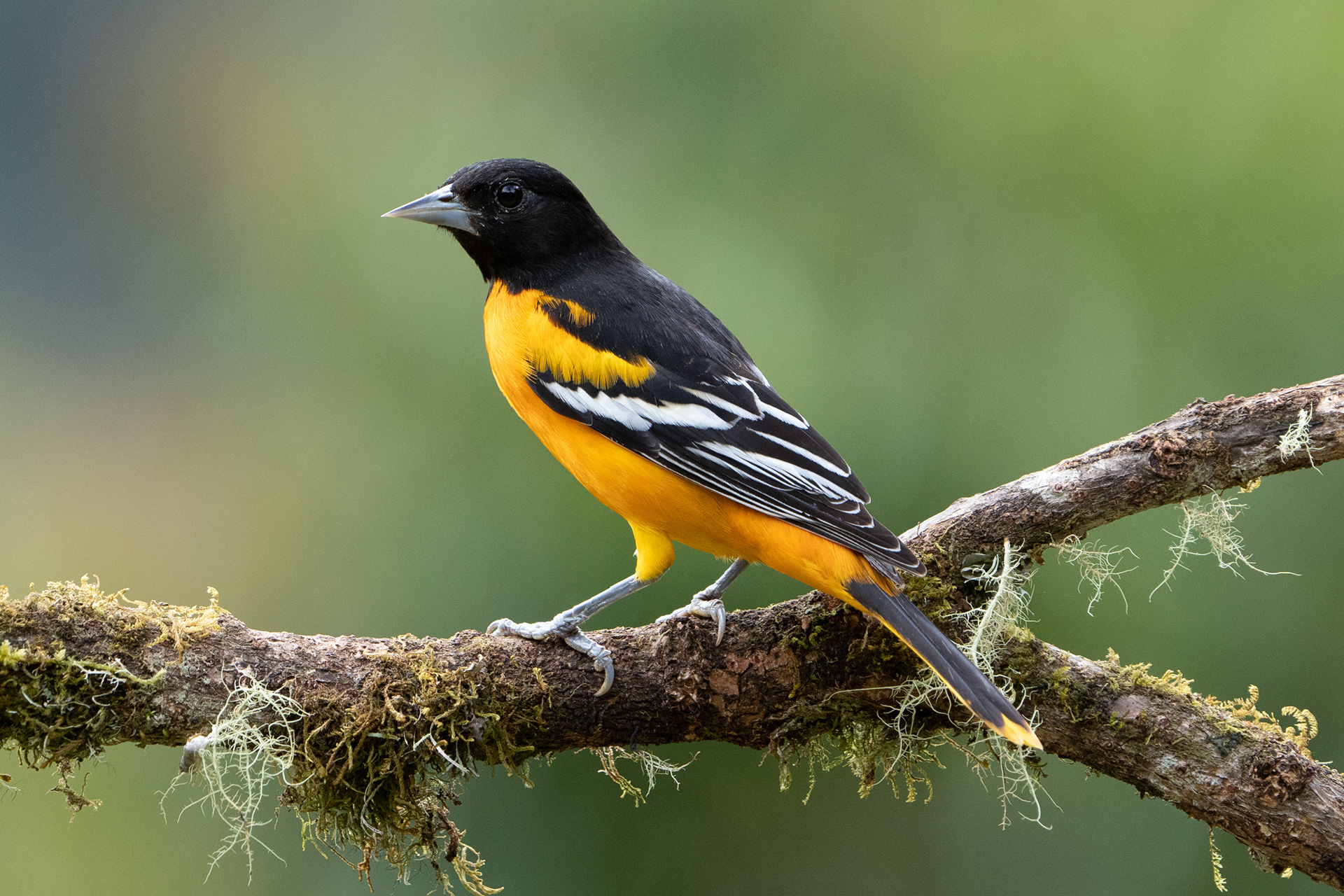 Baltimore Oriole