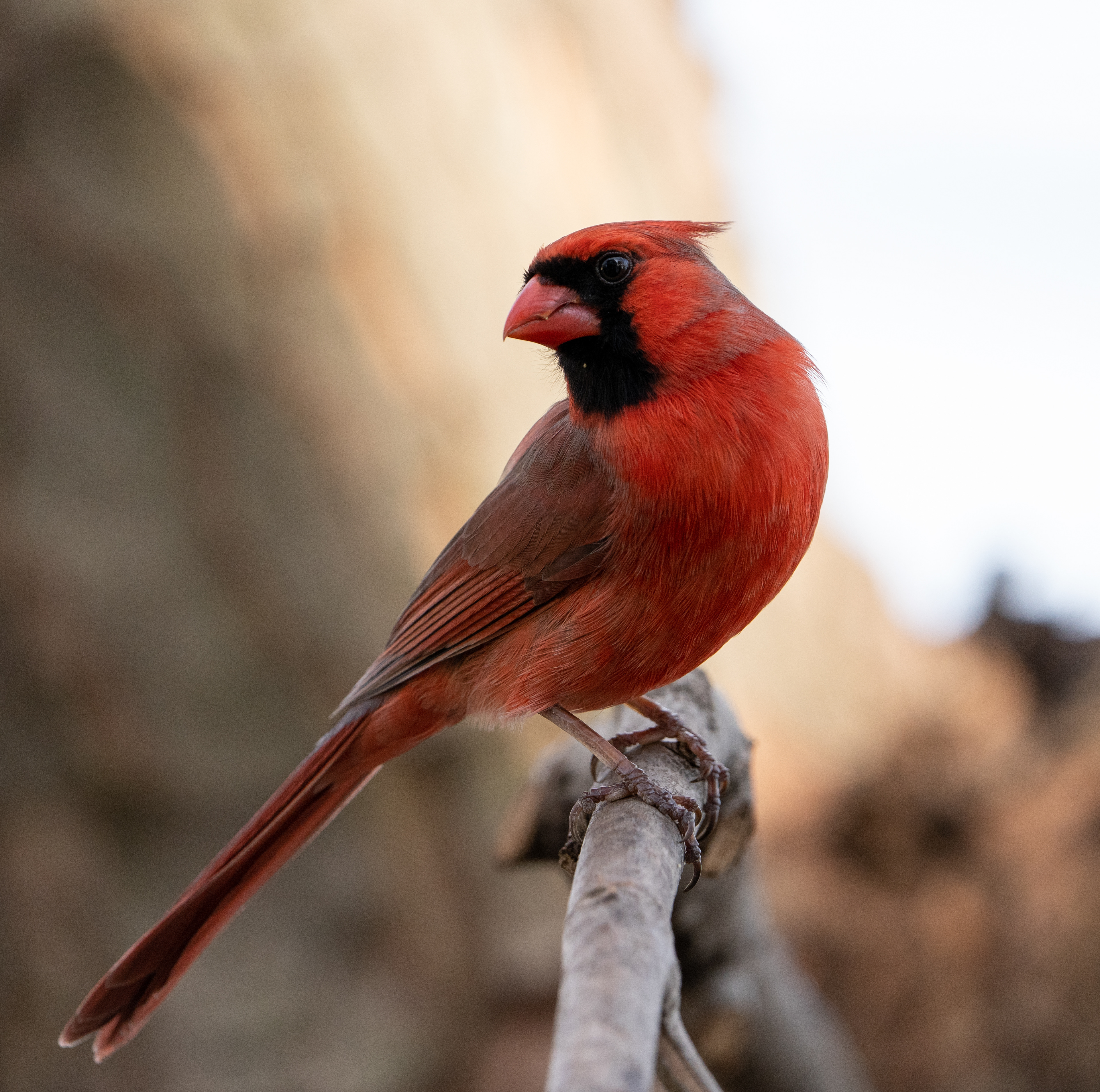 Northern Cardinal