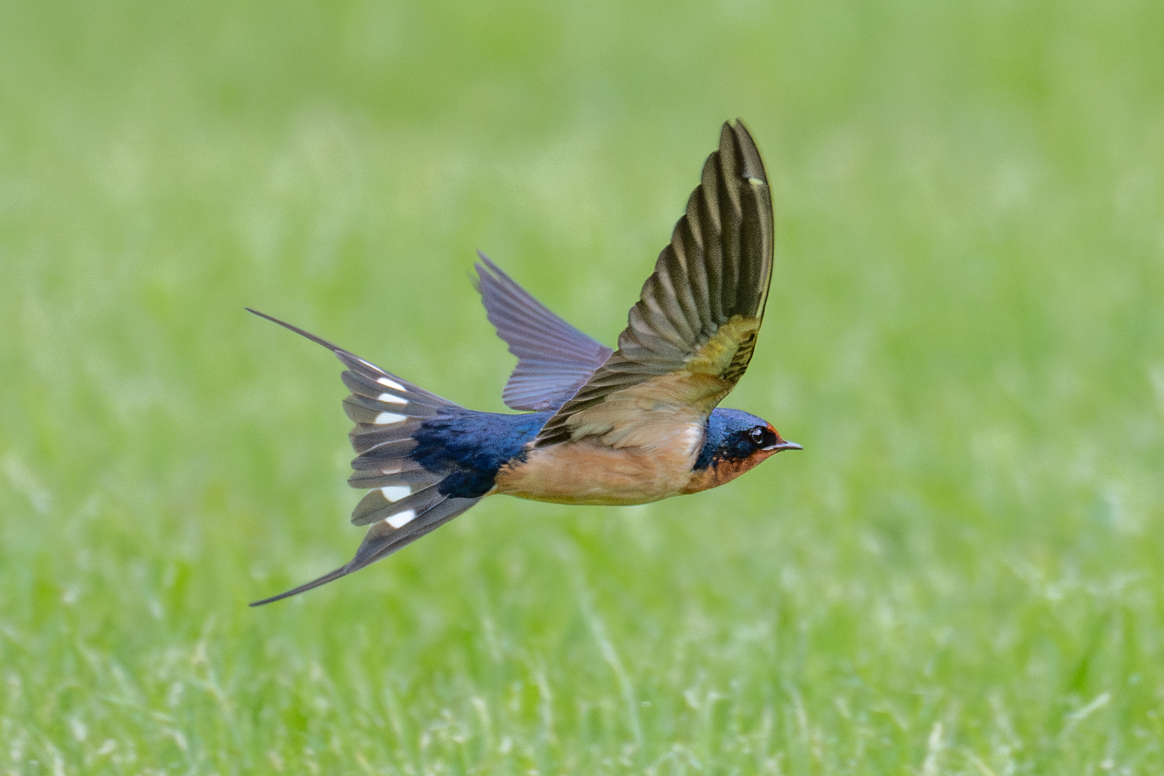 Barn swallow
