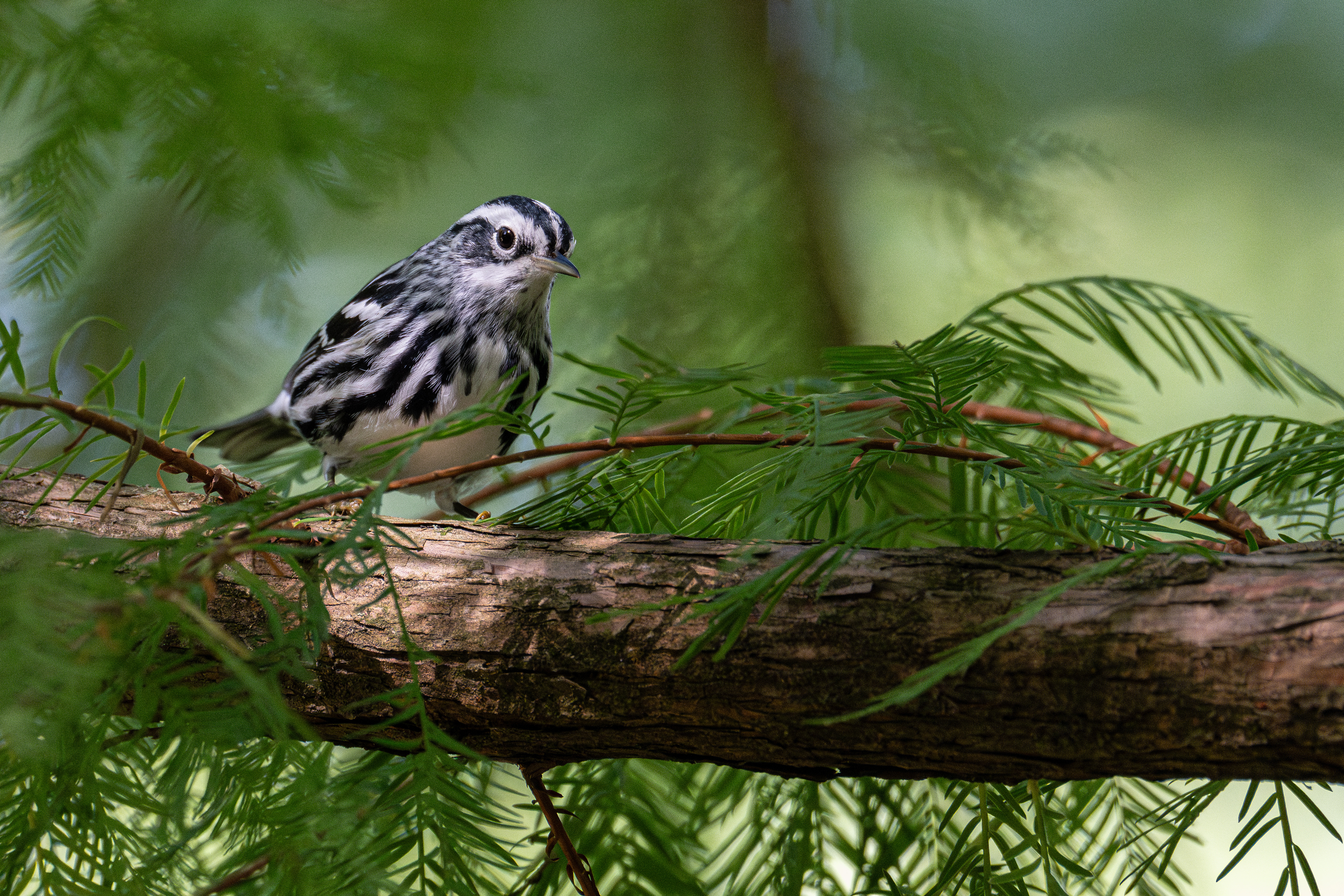 Black and white warbler