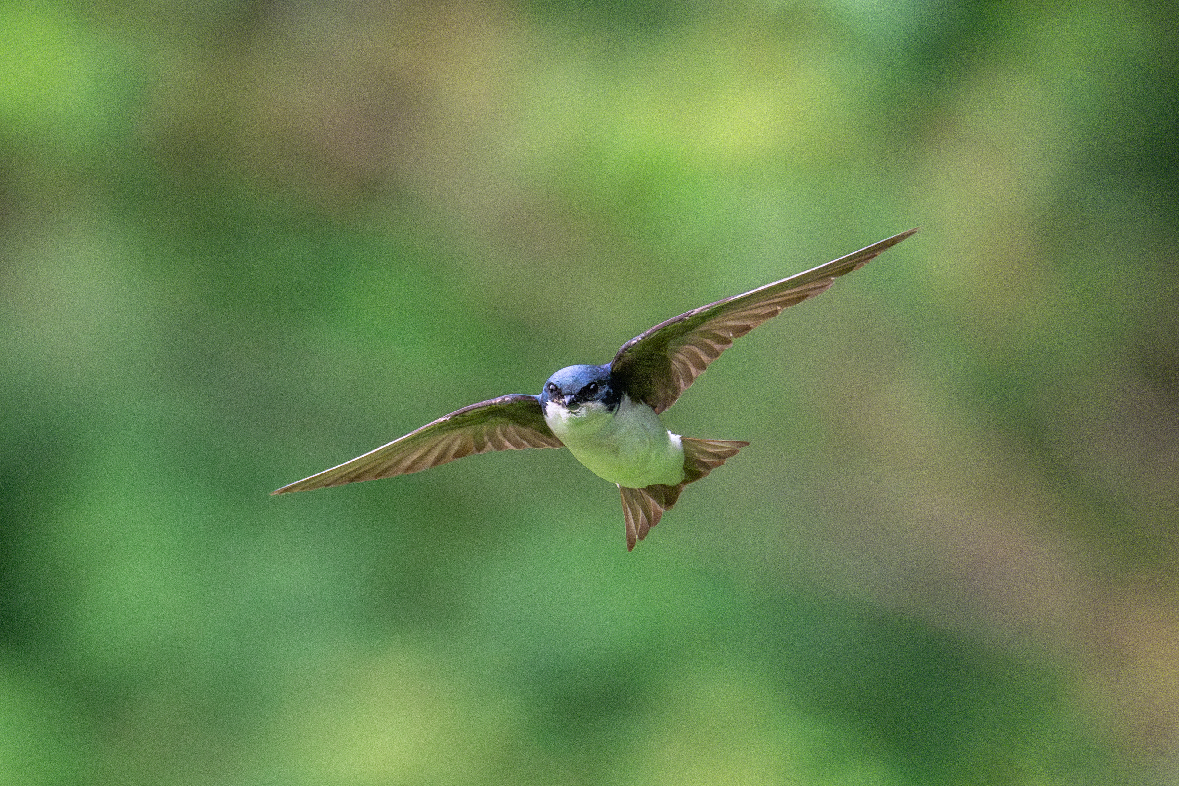 Tree swallow