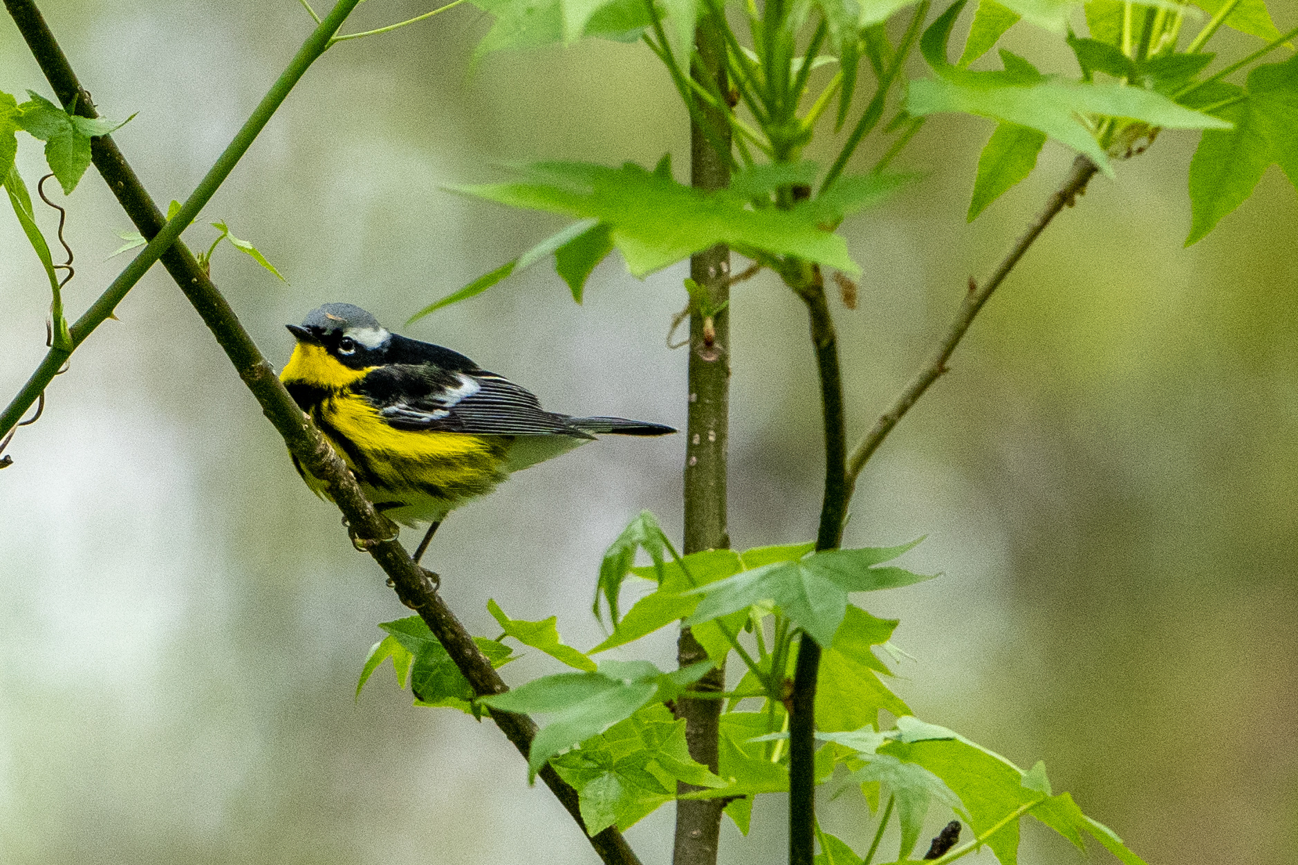 Magnolia Warbler