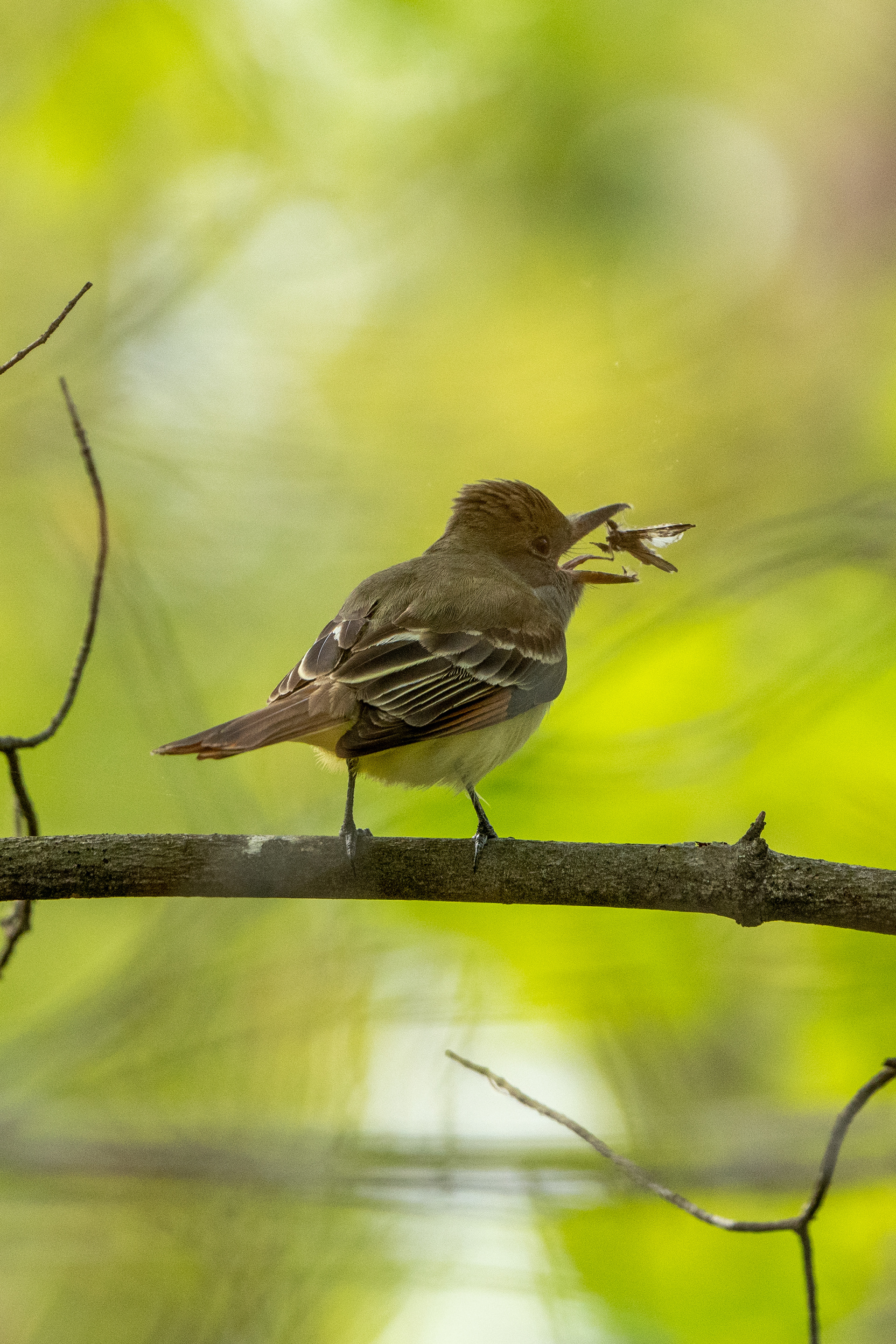 Great Crested Flycatcher