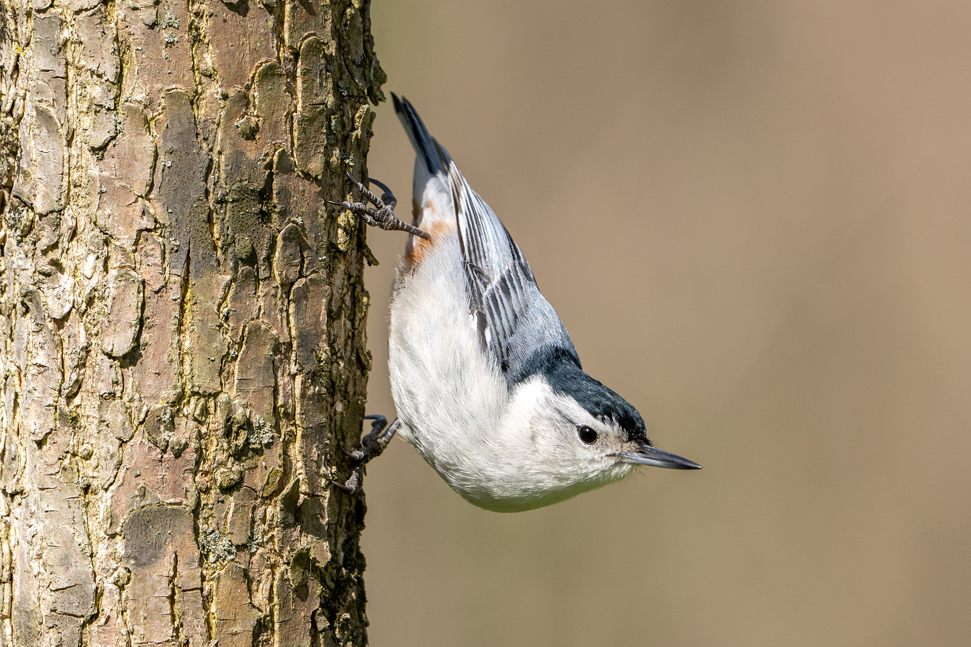 Nuthatch