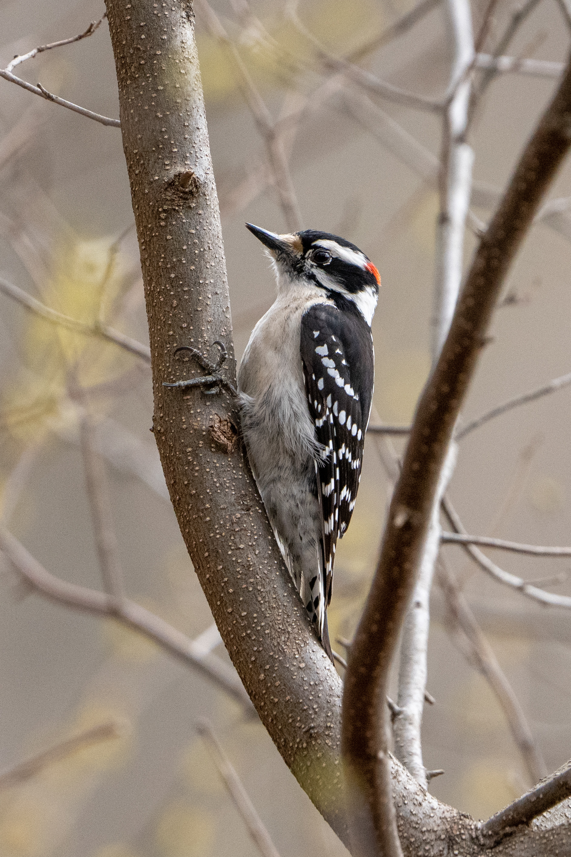 Downy Woodpecker