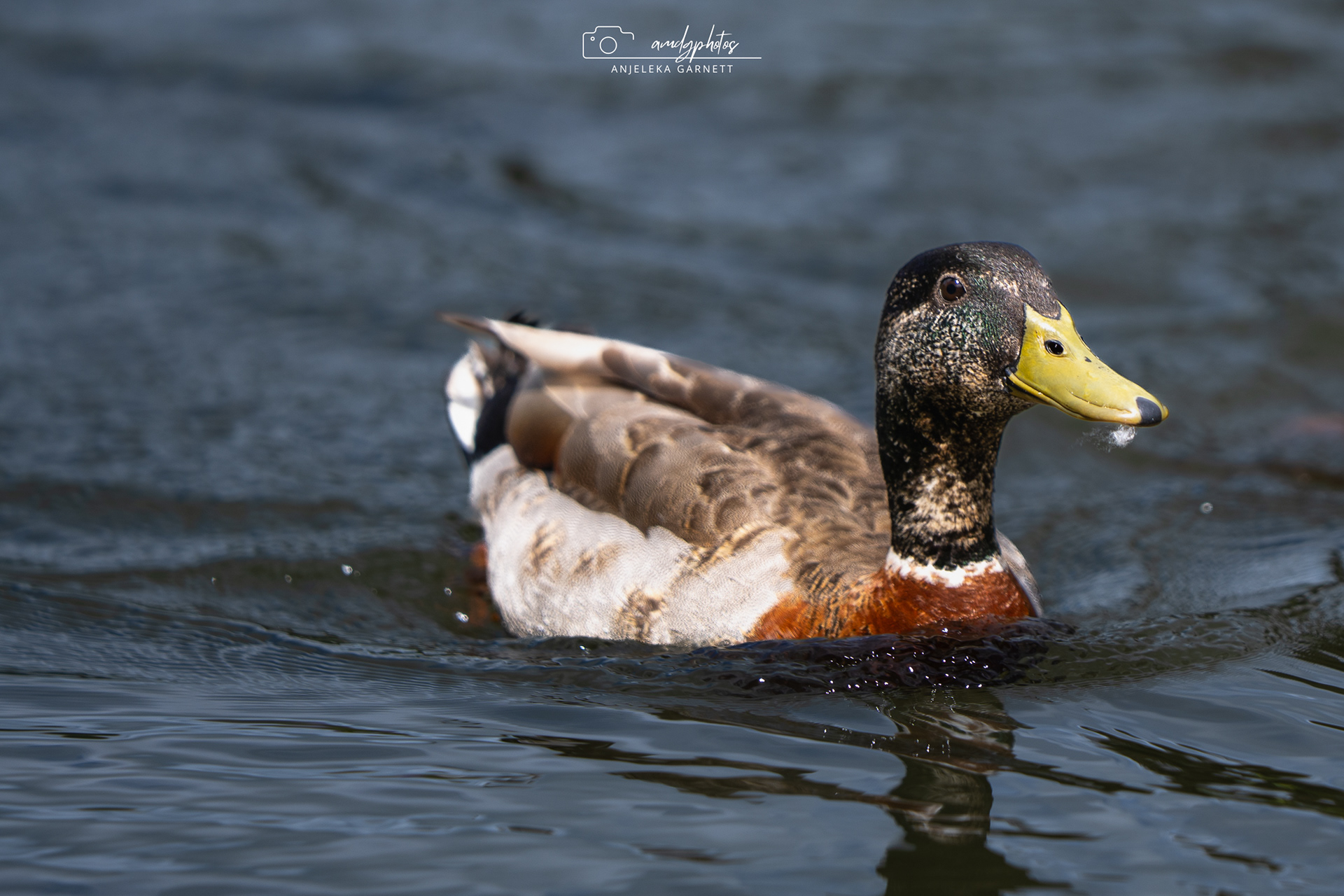 Mallard Duck - Drake