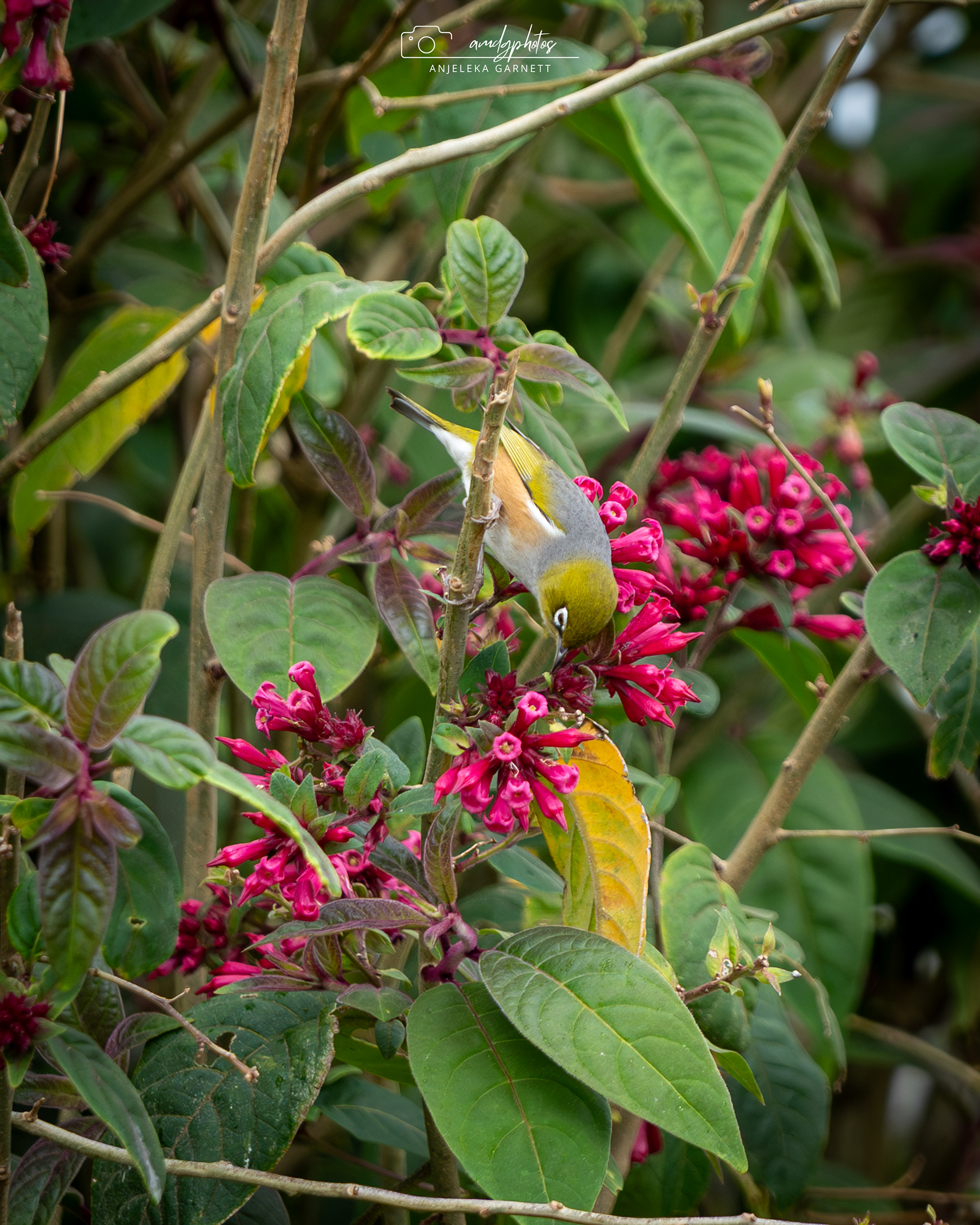 New Zealand Native Silvereye/Wax-Eye/Tauhou