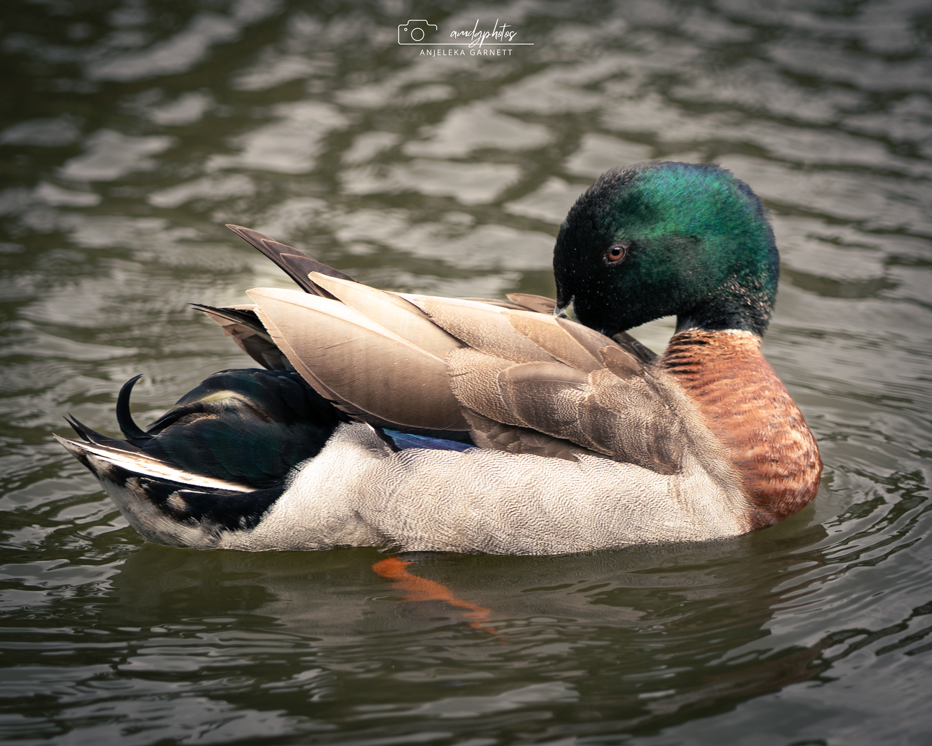 Preening Mallard Duck - Drake