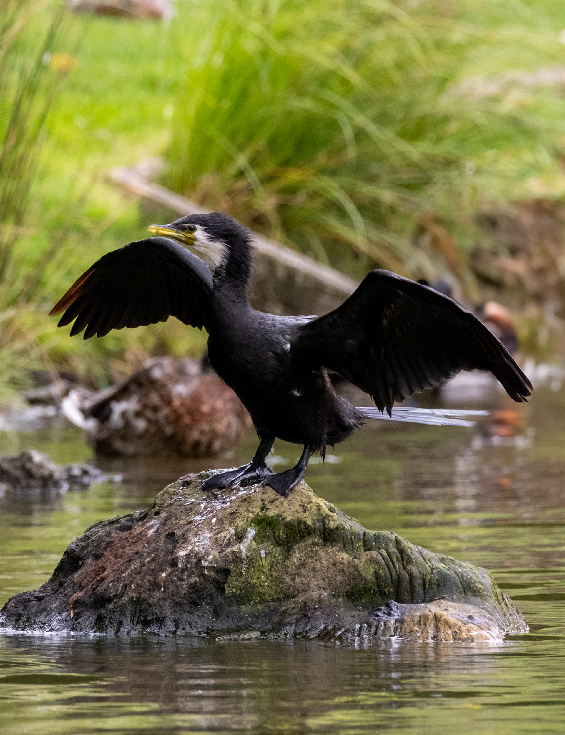 Wetlands Shag, 400mm, f/8, 1/400 sec, ISO1000