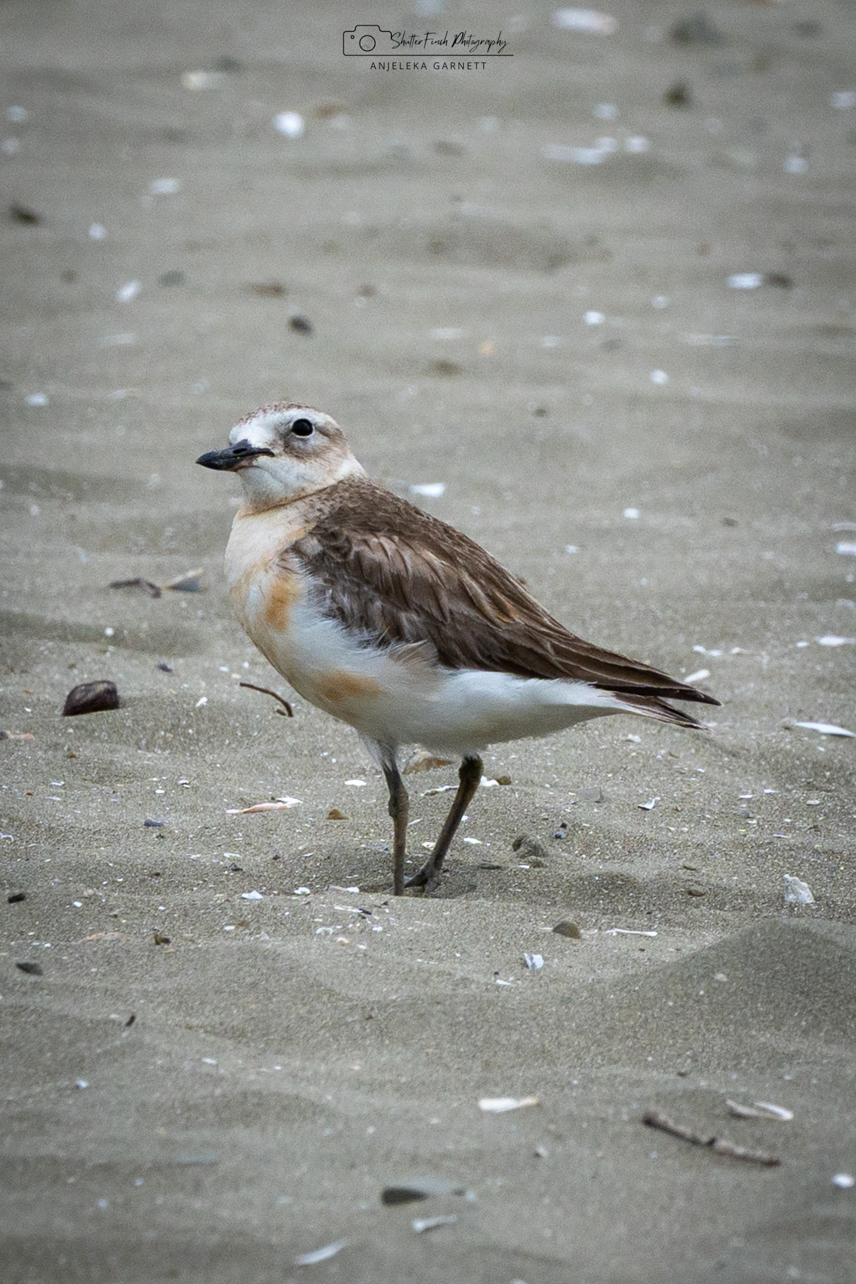 New Zealand Northern Dotterel (Tūturiwhatu)