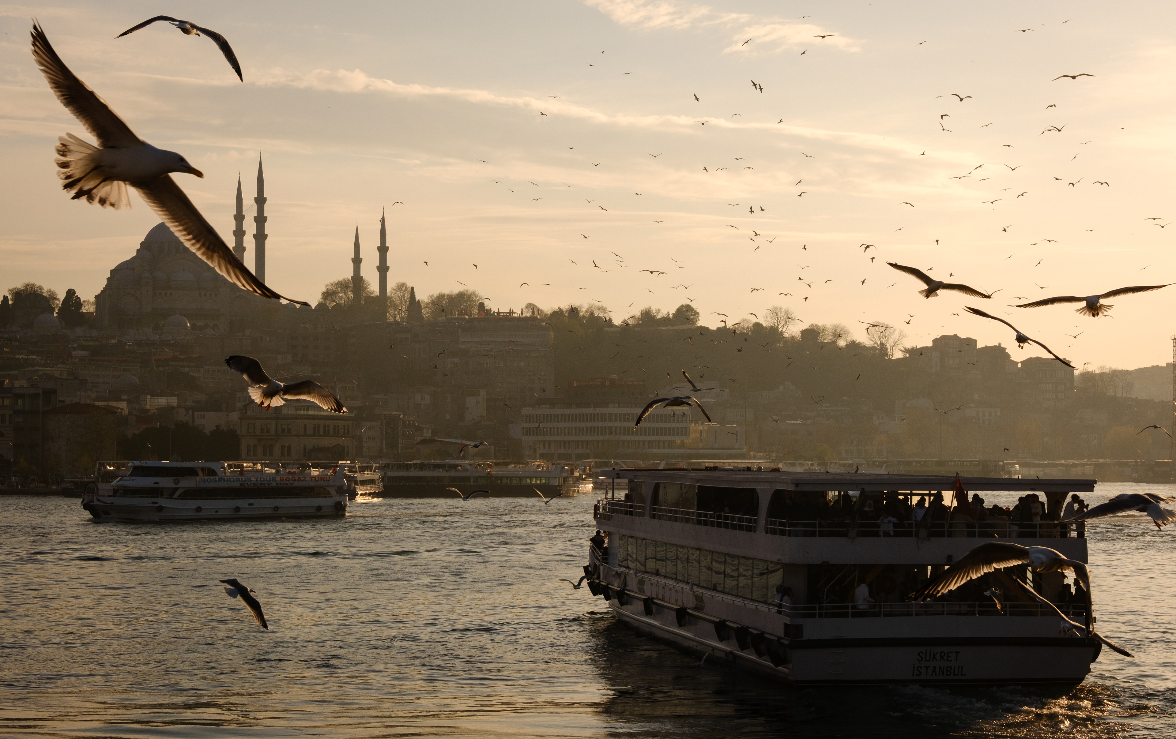 Seagull Sunset || Istanbul