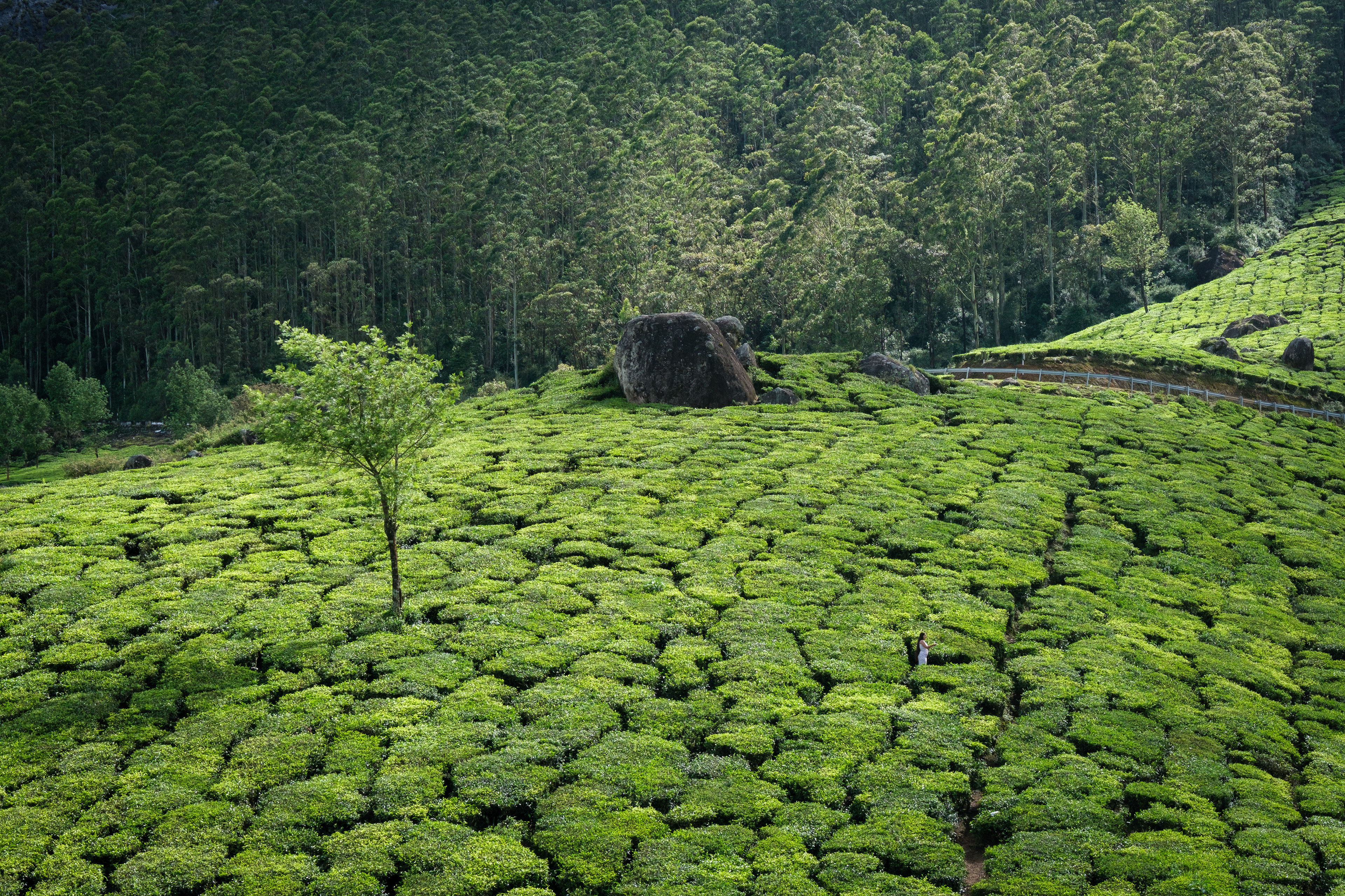 Tea and Tree || Munnar, Kerala