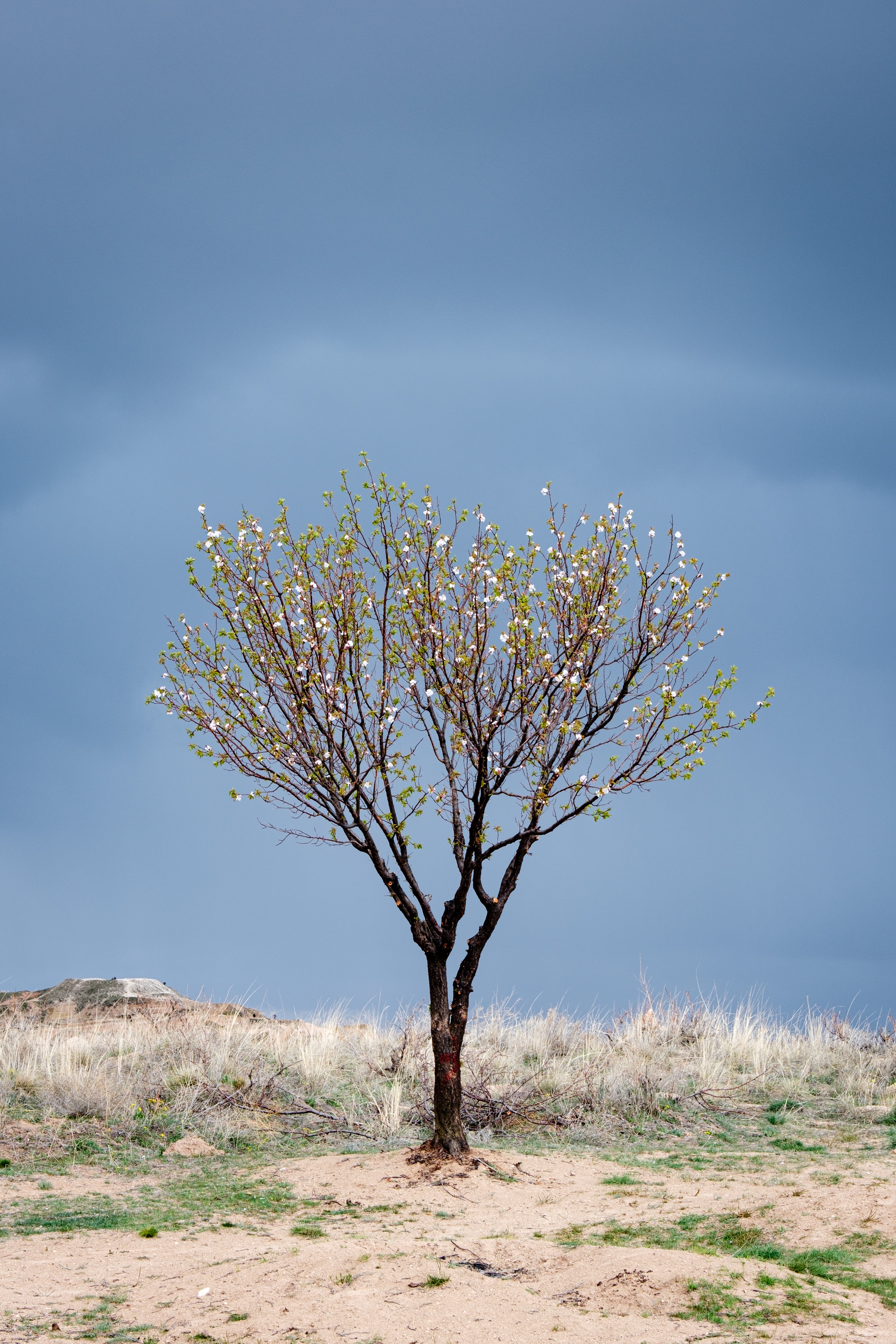 Tree || Cappadocia