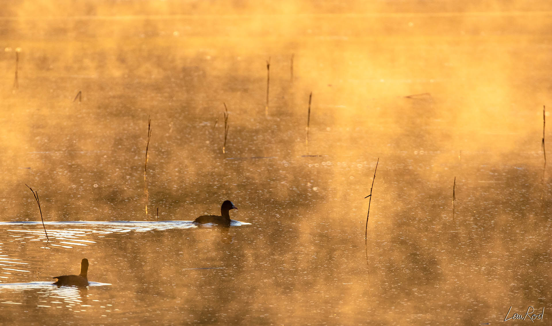 Foulques macroules - OE 021