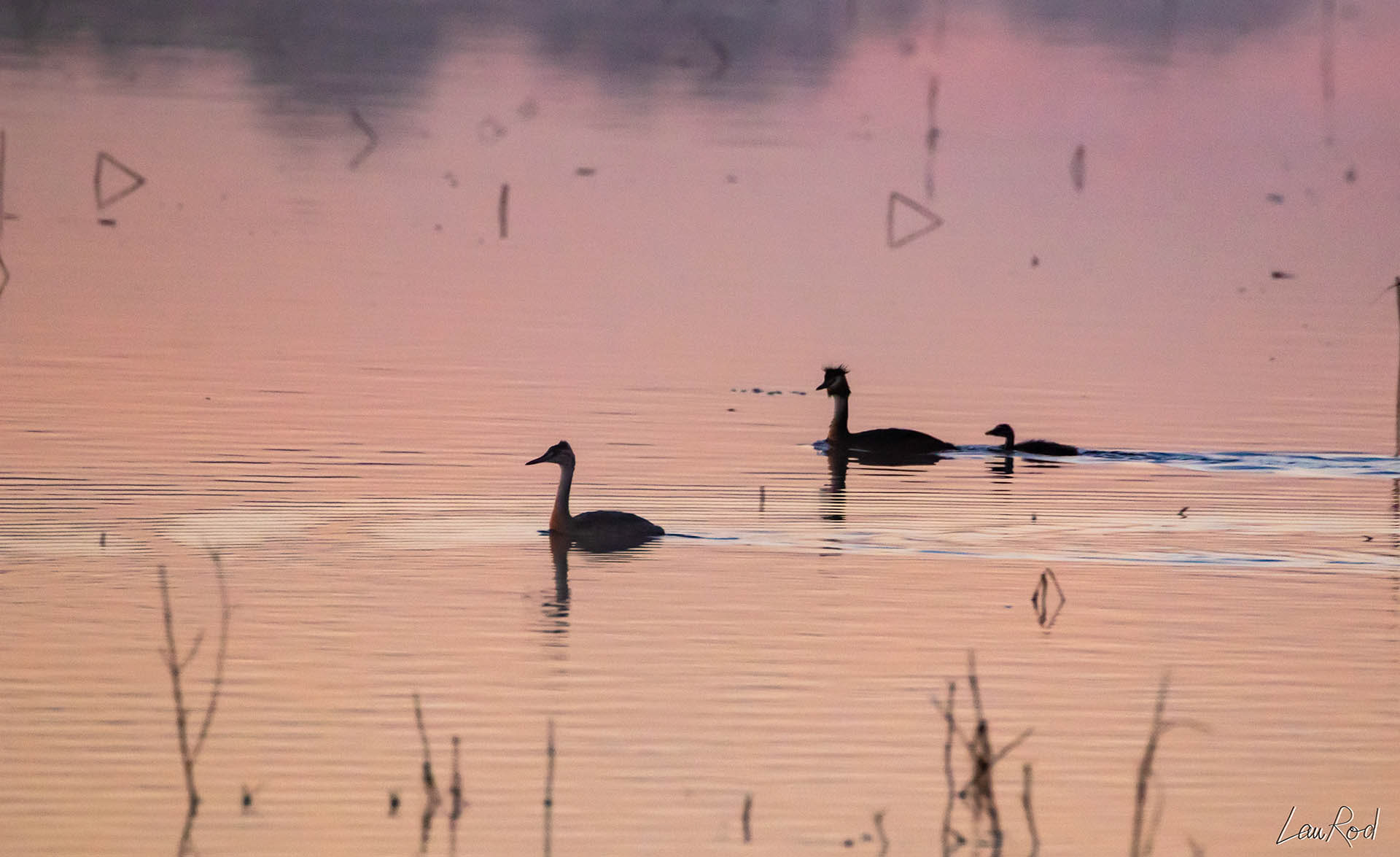 Grèbes huppés - OE 023