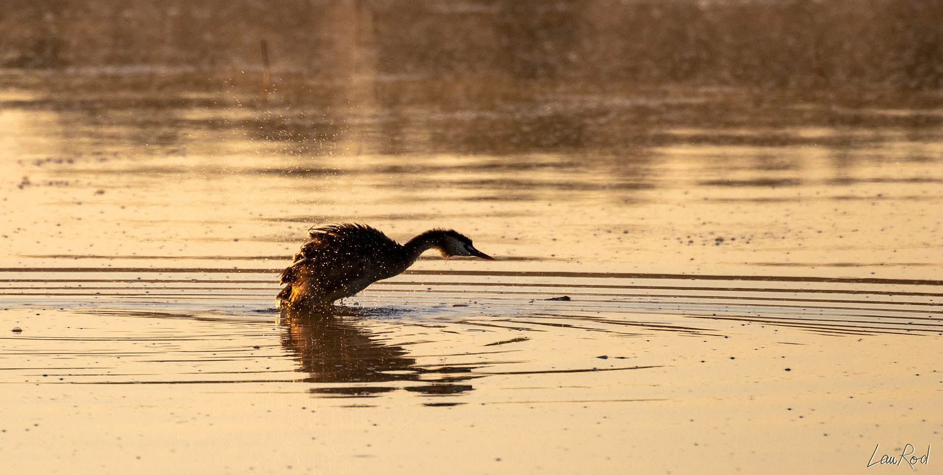 Grèbe huppé - OE 018