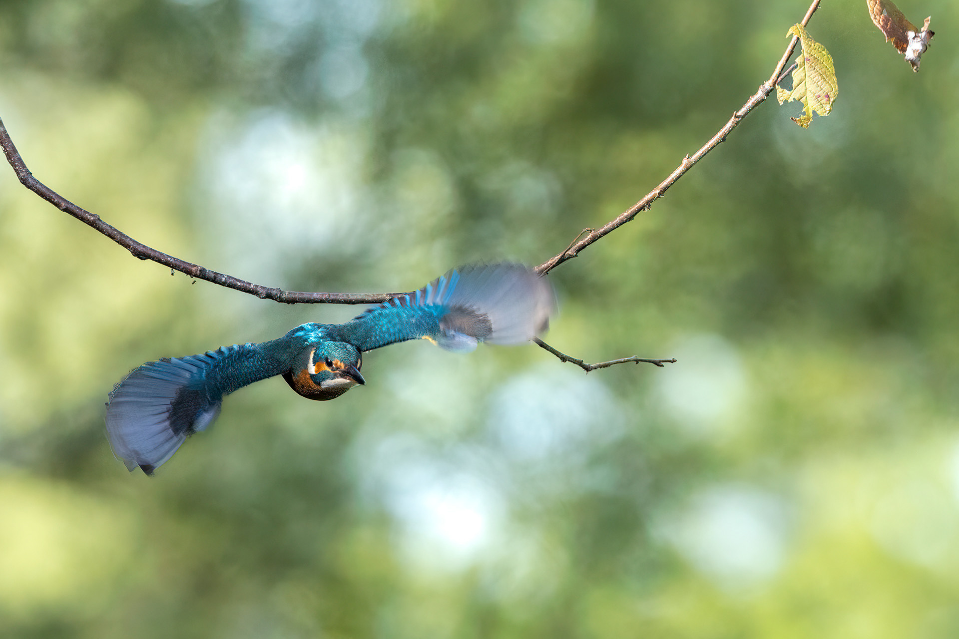 Martin pêcheur - OE 087