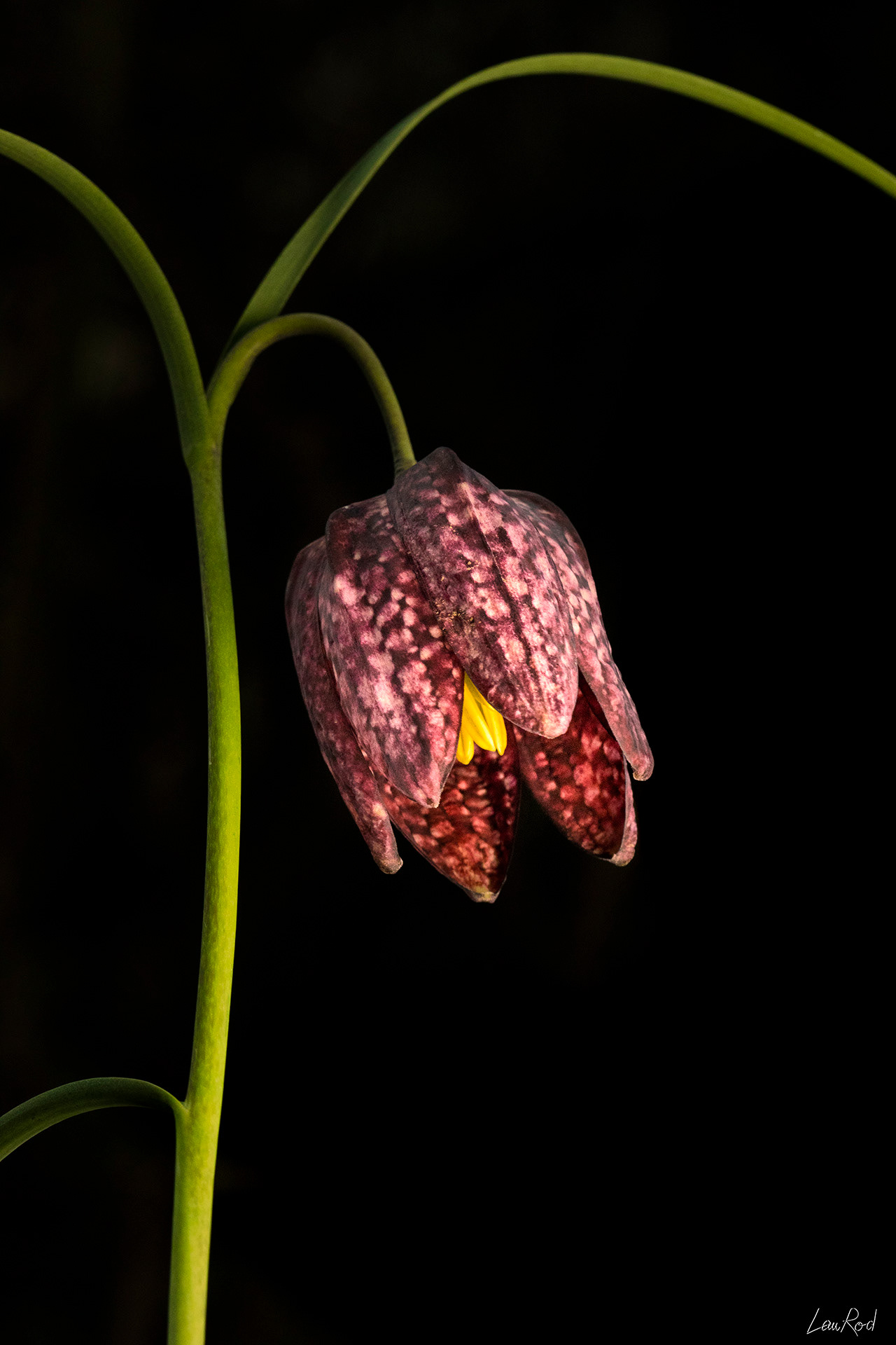 Fritillaire pintade - F071