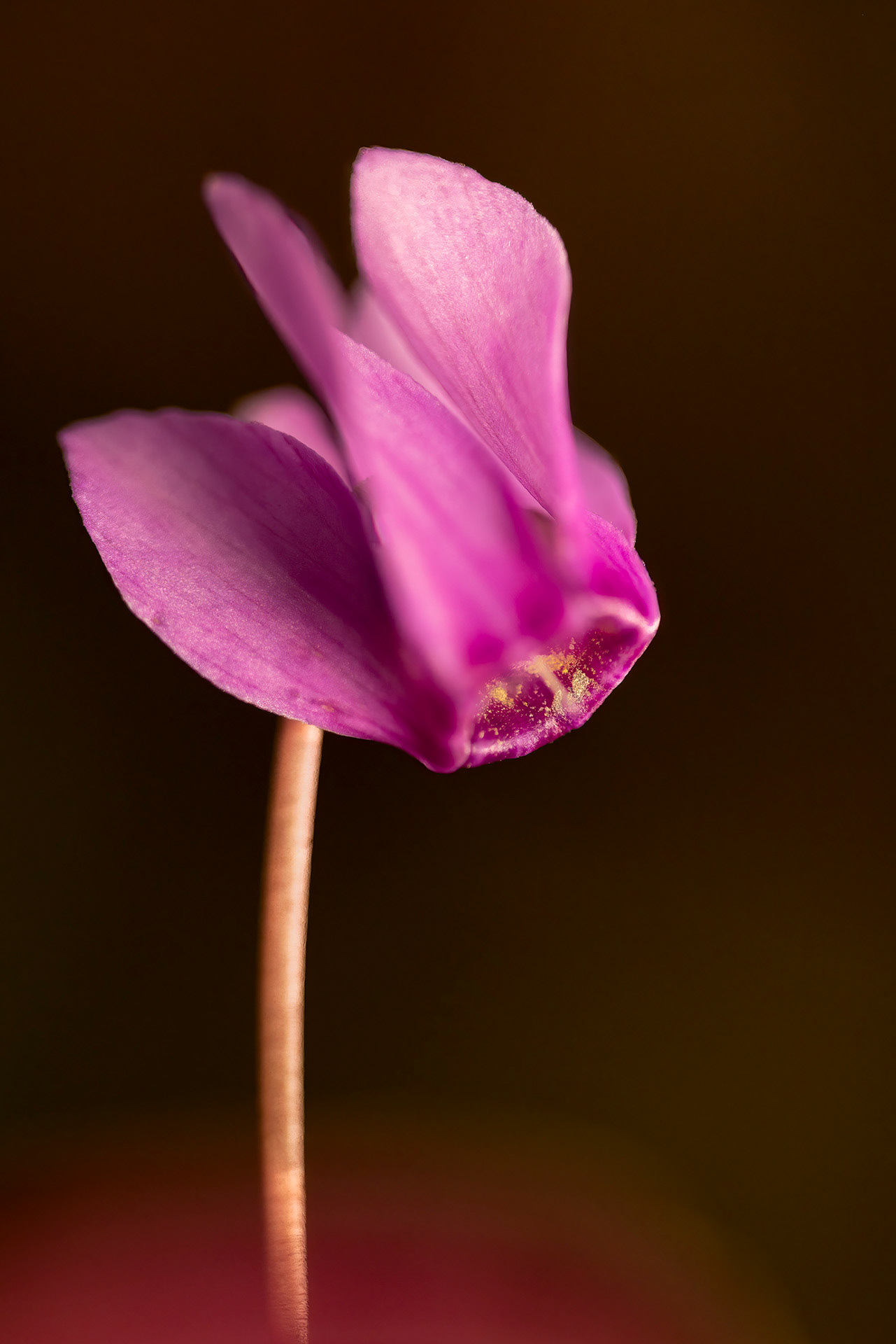 Le cyclamen d'Europe - F109