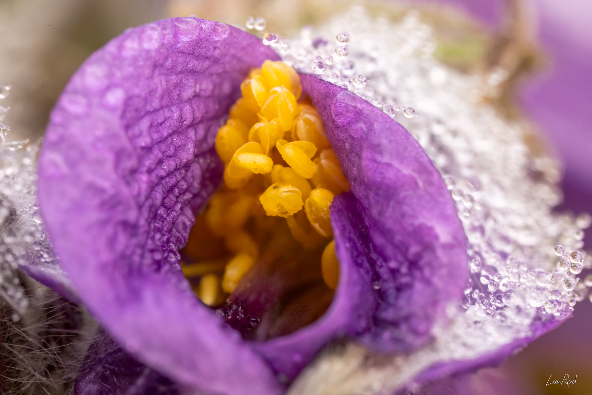 Anémone pulsative - F130