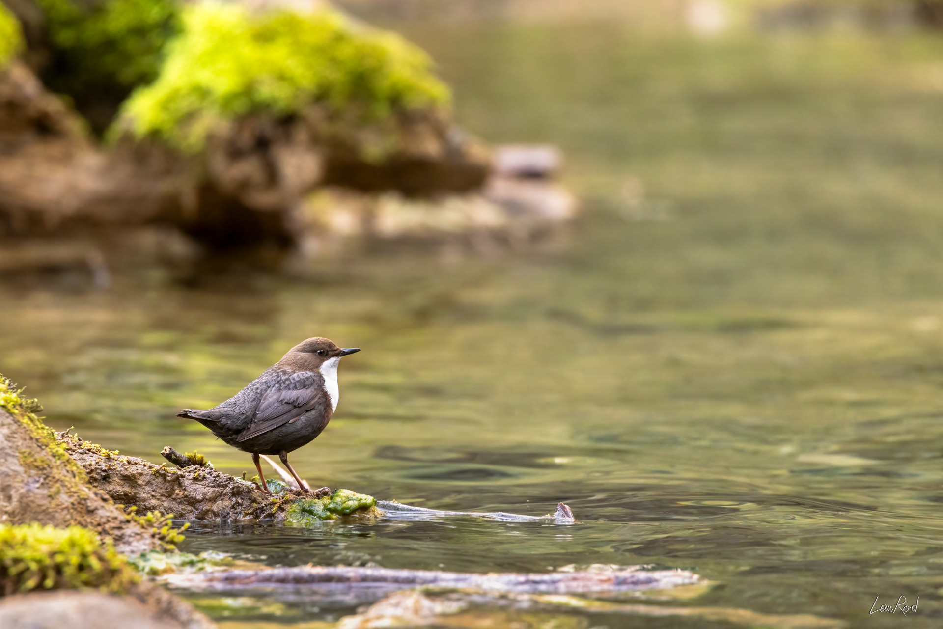 Cincle plongeur - OE119