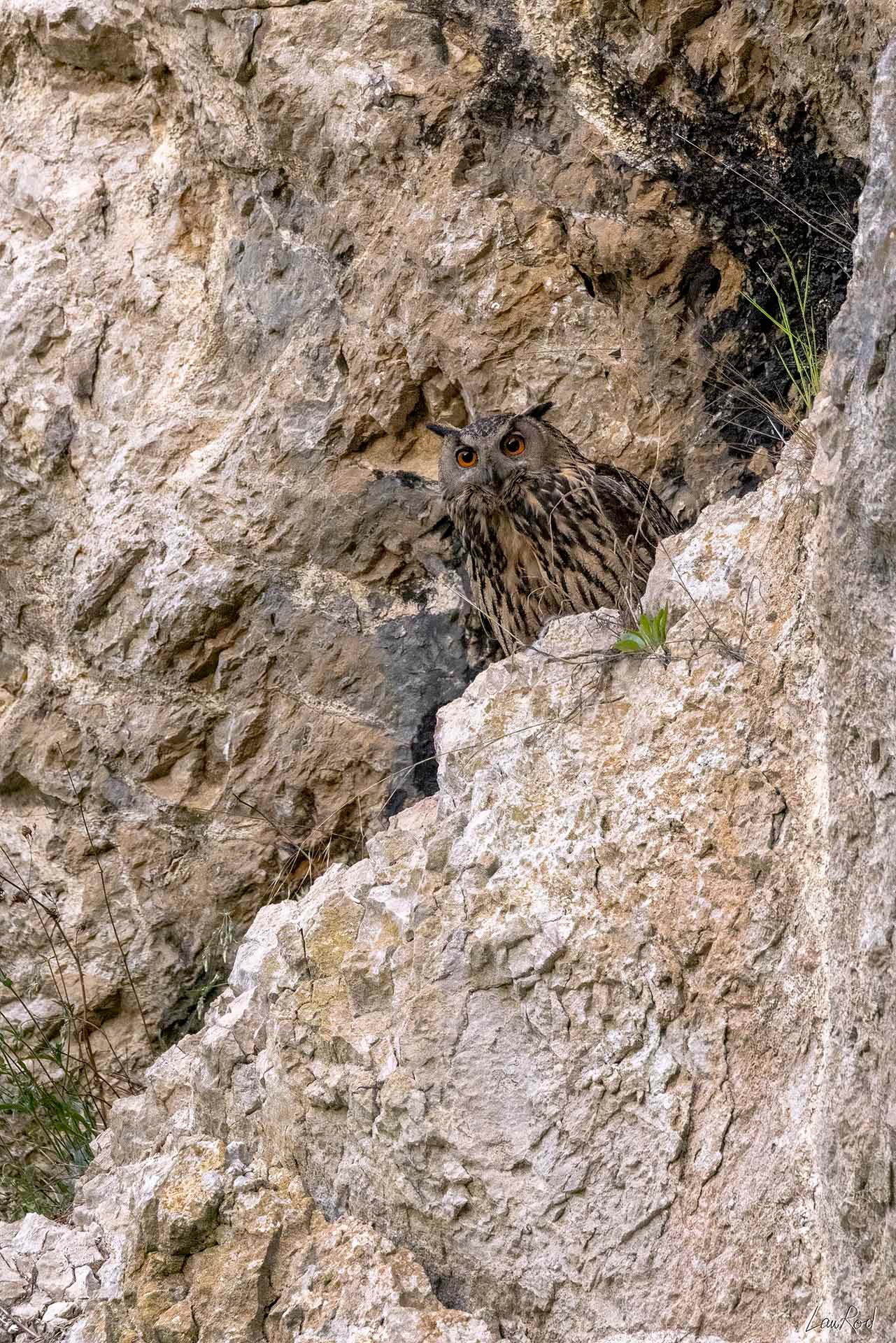 Grand duc femelle - OBJ081