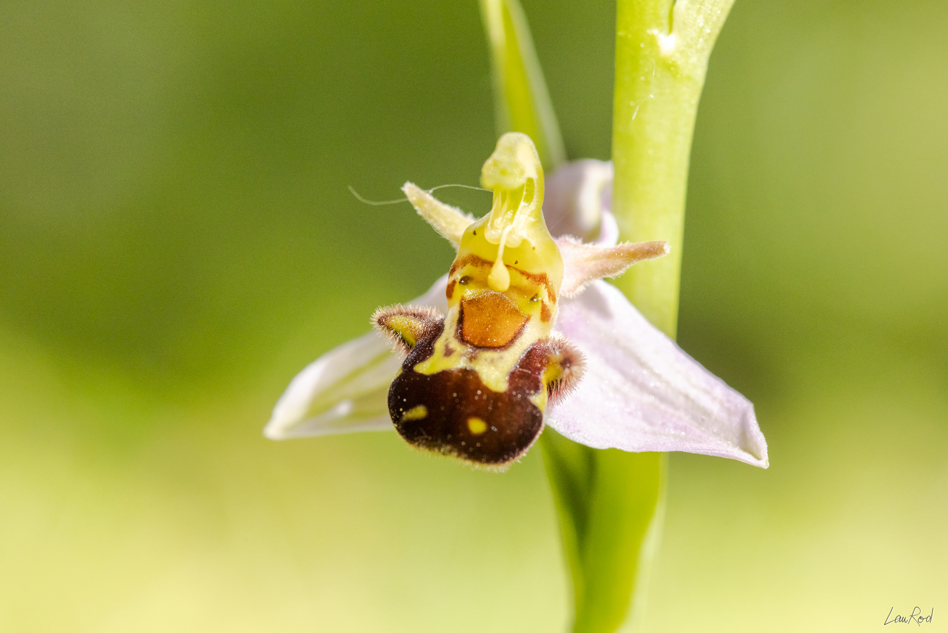 Ophrys abeille - F086