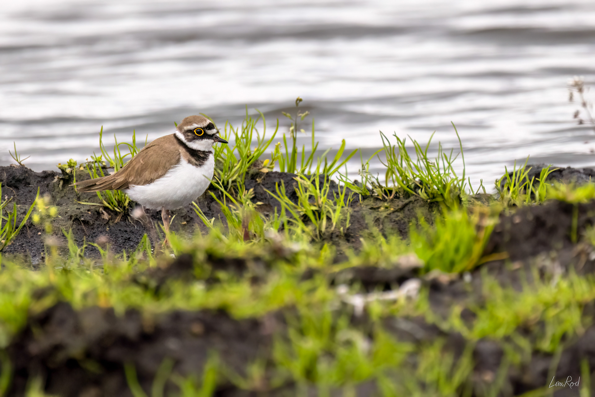 Petit gravelot - OE124