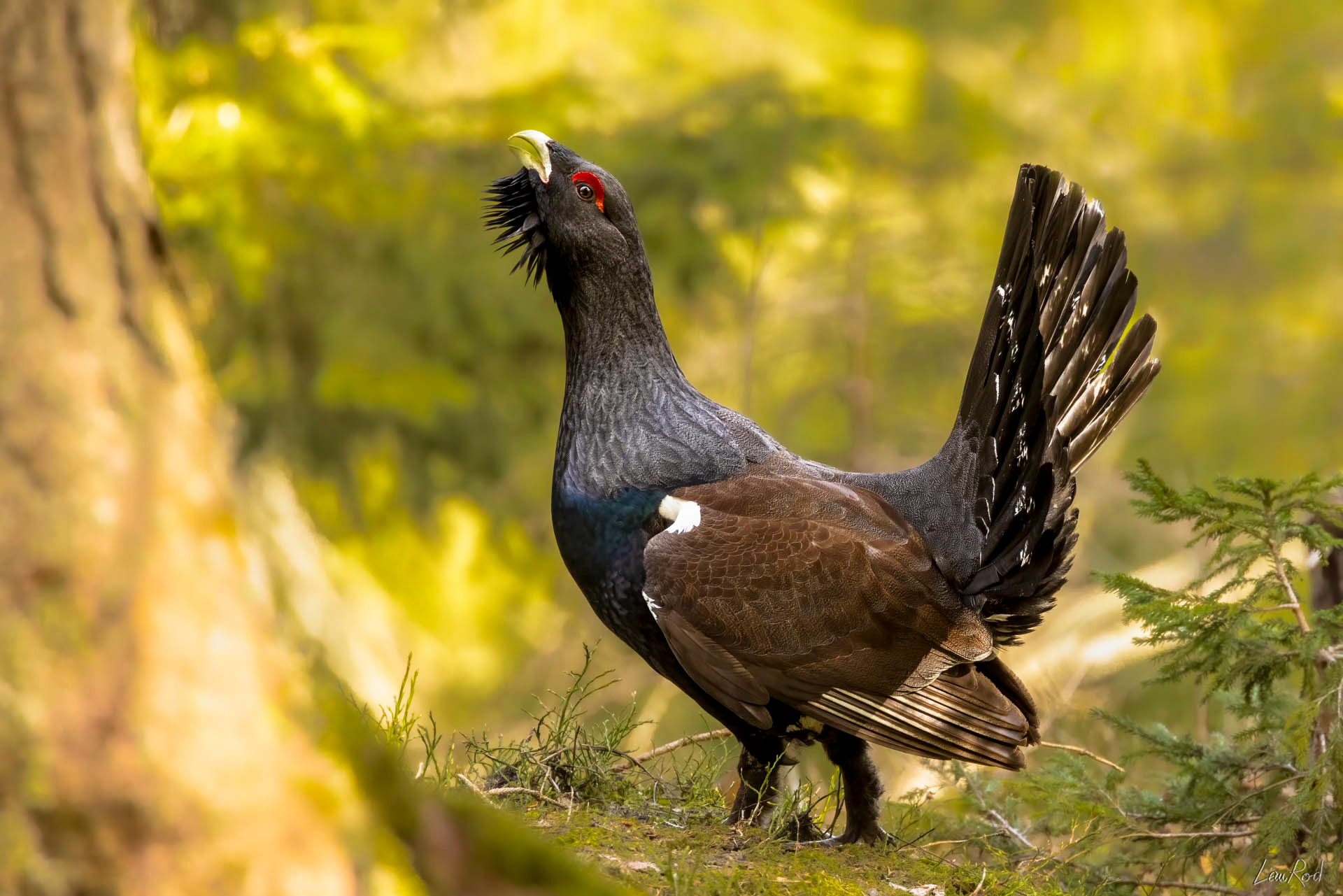 Grand Tétras - OBJ110