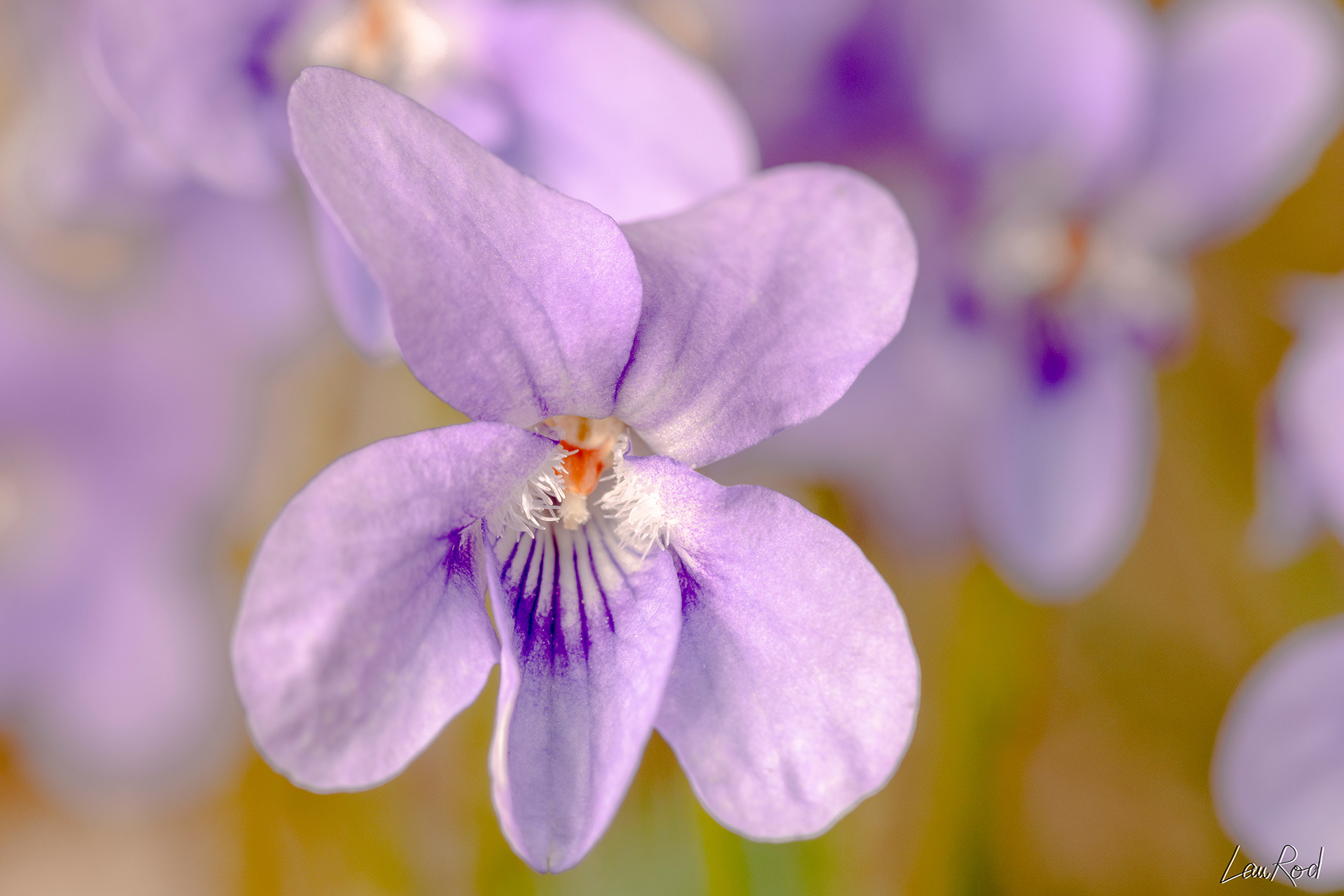 Violette odorante - F020