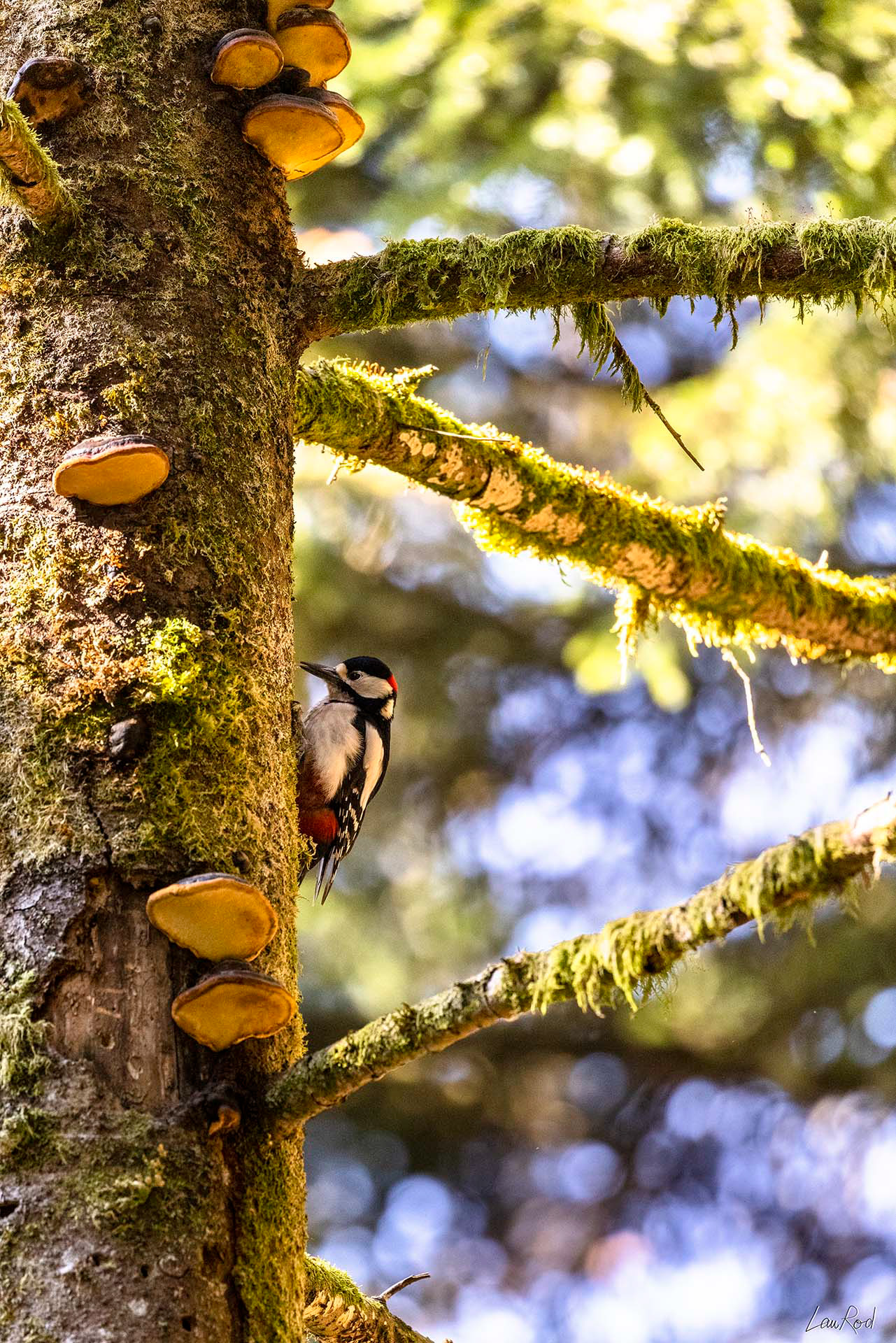 Pic épeiche - OBJ077